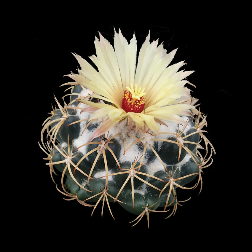 Coryphantha elephantidens – Elephant's Tooth Cactus