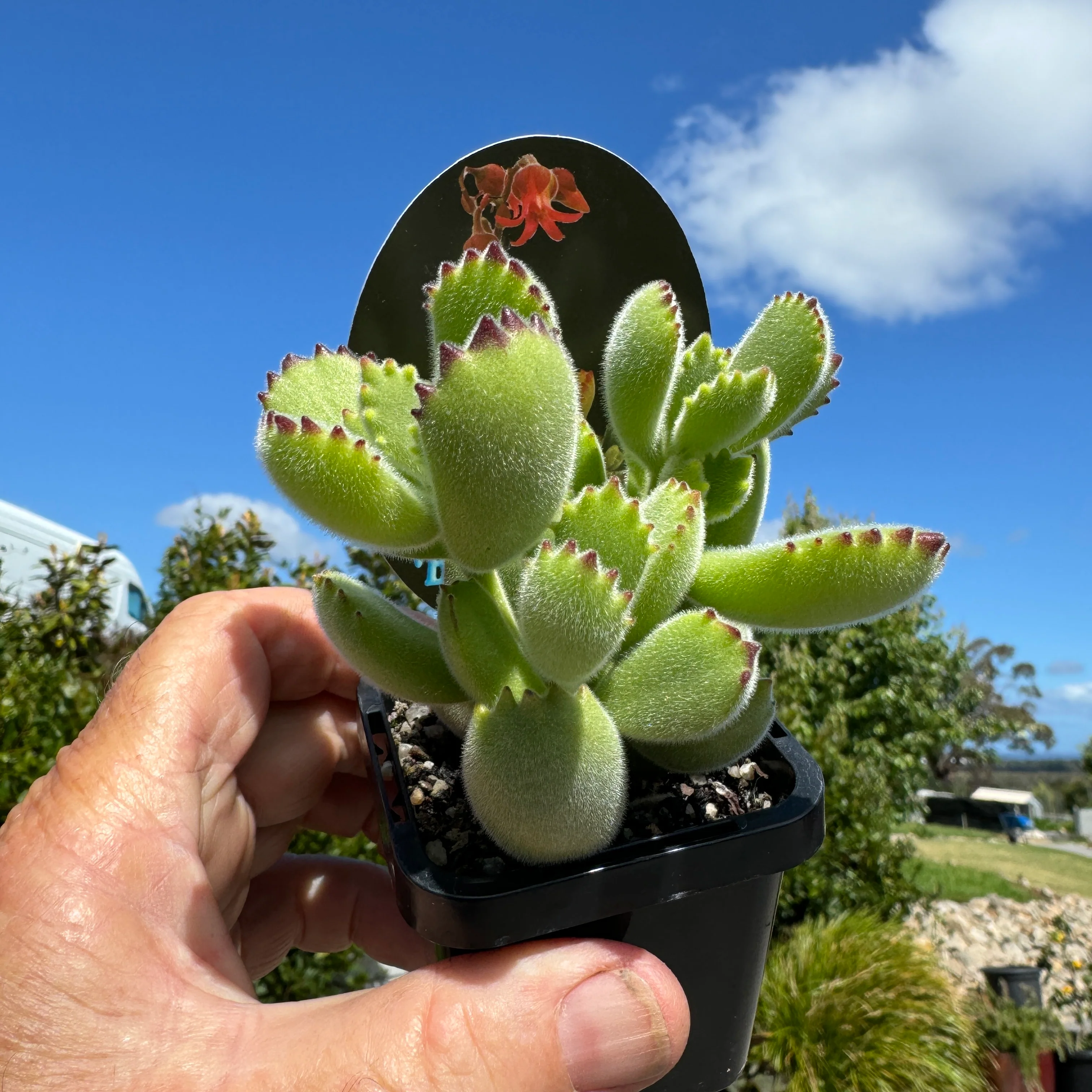 Cotyledon tomentosa 'Bear's Paw' - Image 4