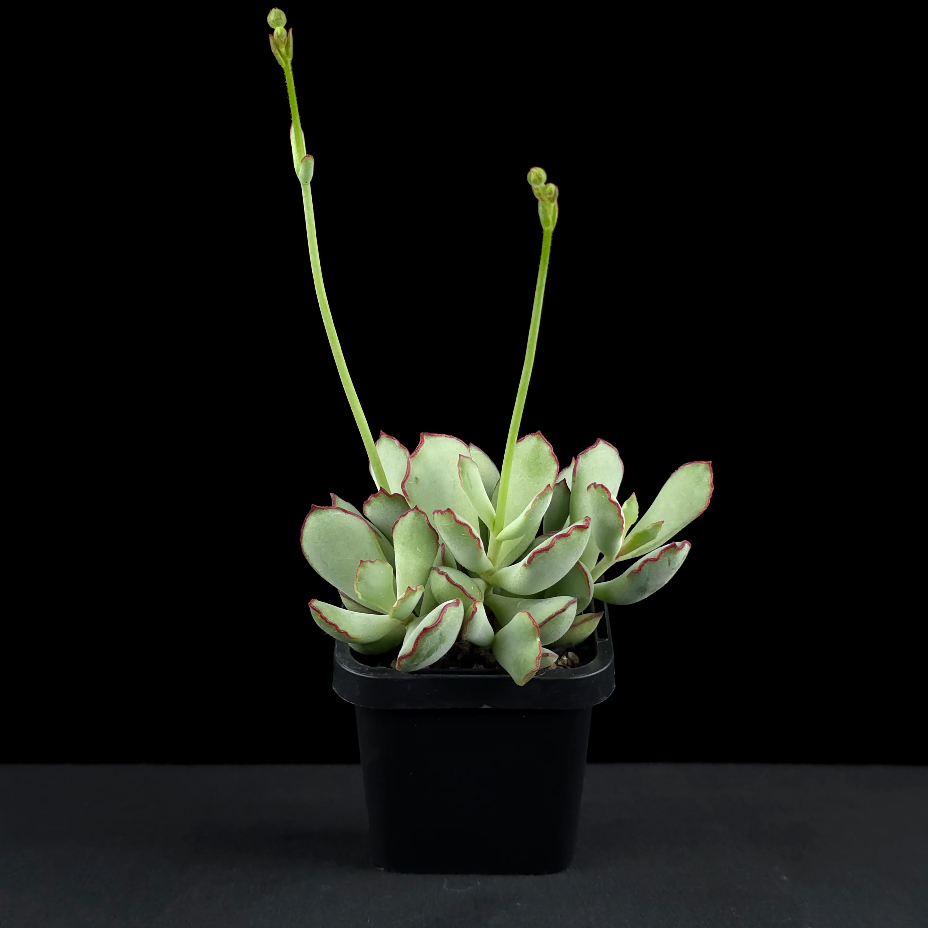Cotyledon papillaris 'Choco Line' - Image 3