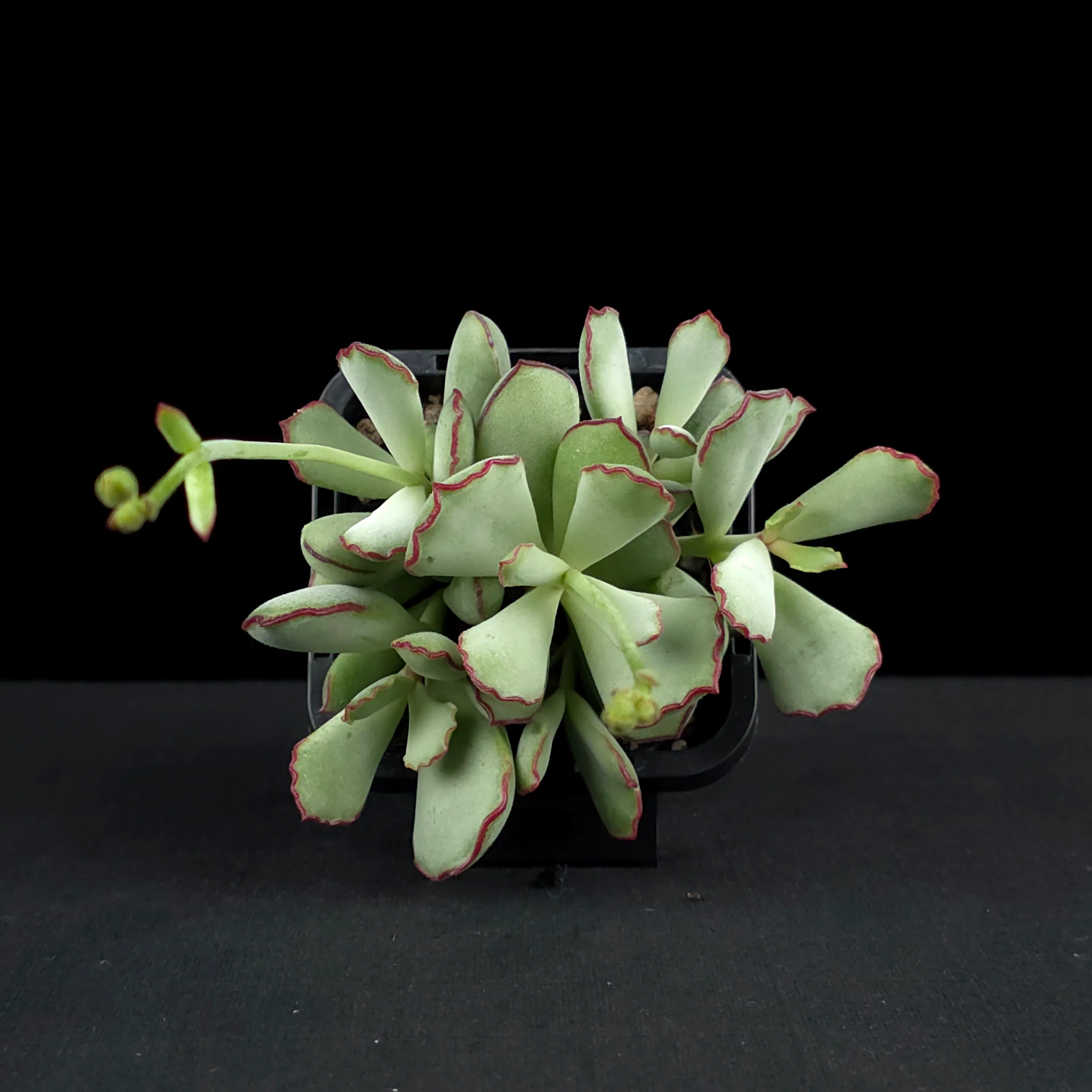 Cotyledon papillaris 'Choco Line' - Image 4