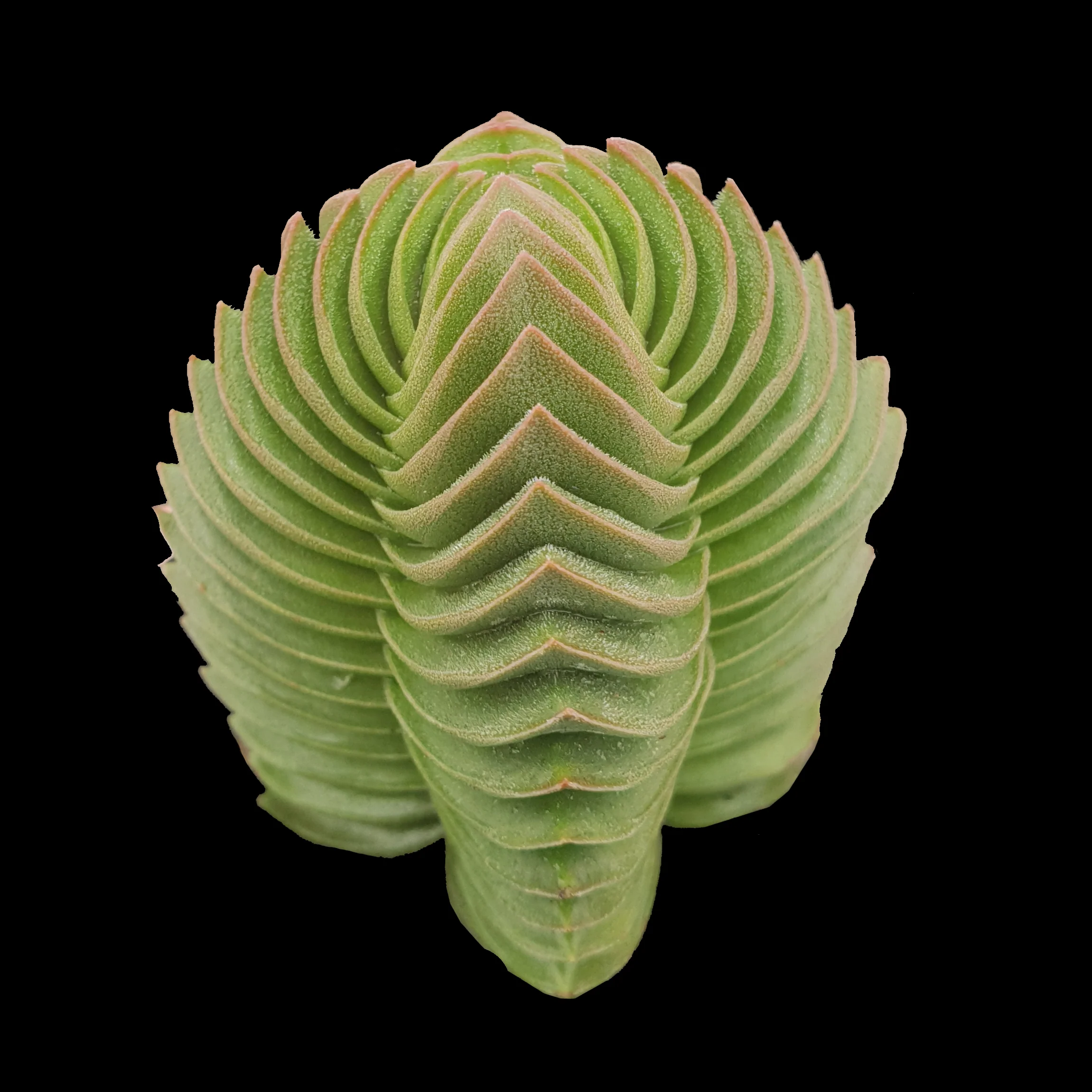 Crassula 'Buddha’s Temple'