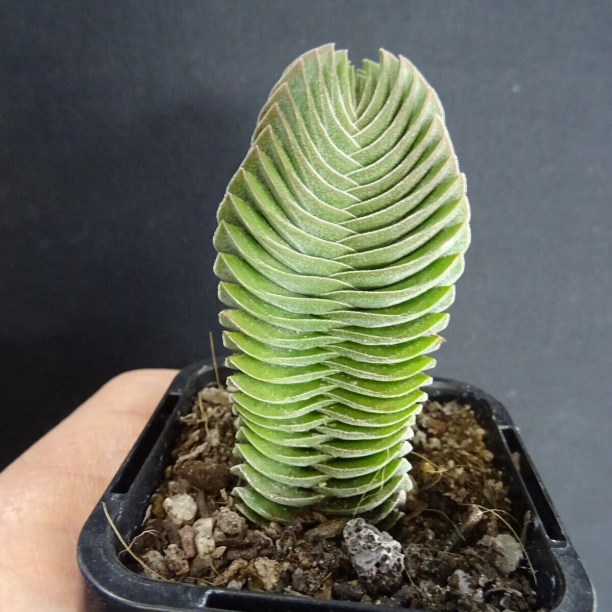 Crassula 'Buddha’s Temple' - Image 2