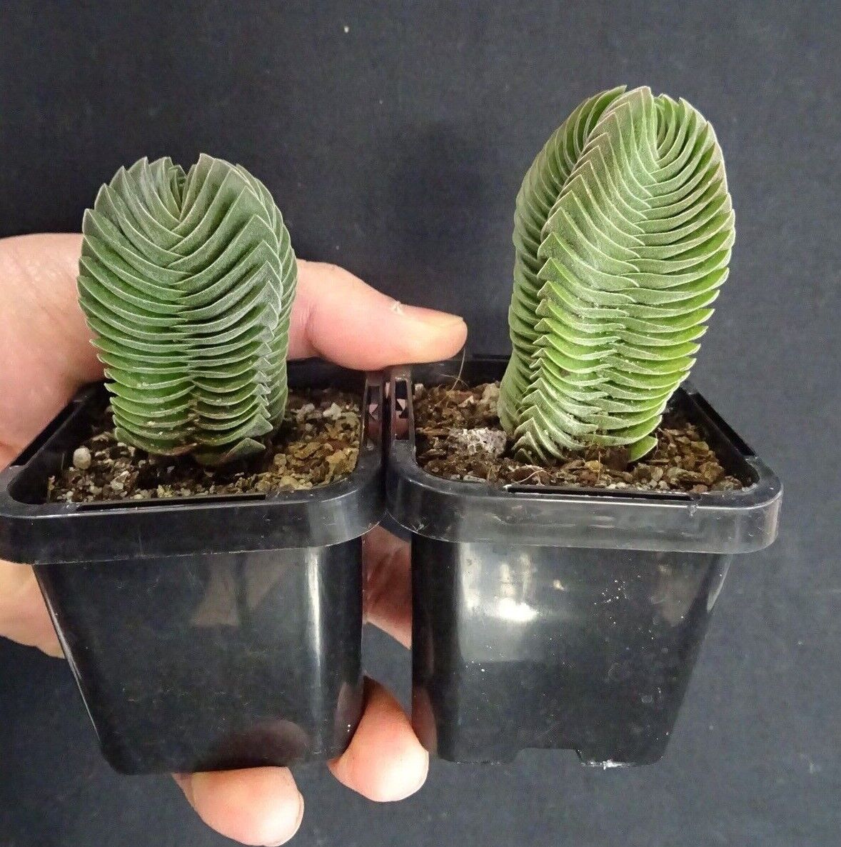 Crassula 'Buddha’s Temple' - Image 3