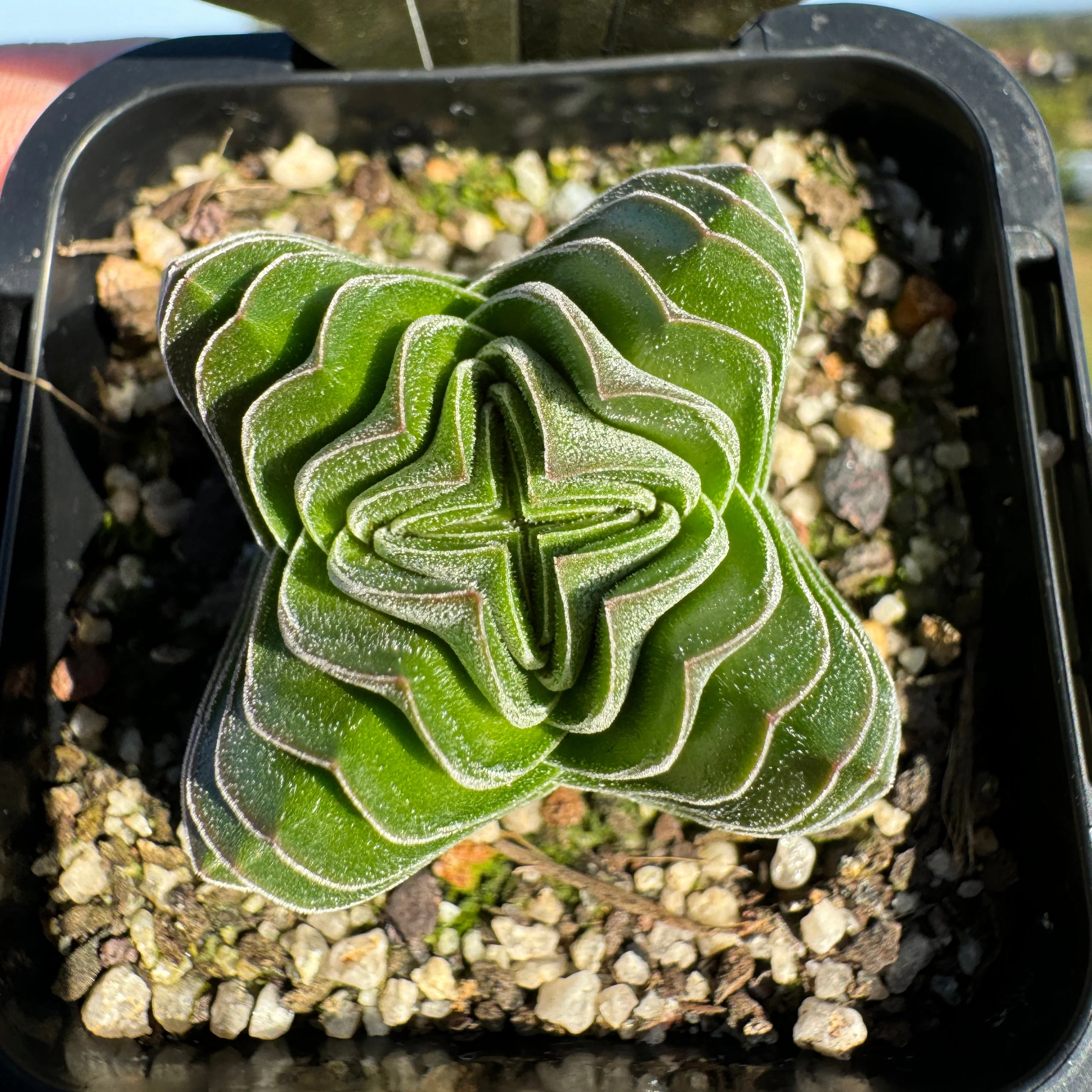 Crassula 'Buddha’s Temple' - Image 4