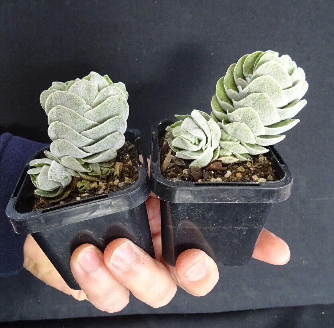 Crassula 'Ivory Pagoda'  (WA Prohibited) - Image 4
