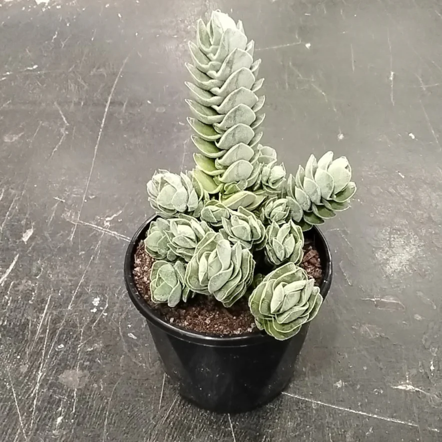 Crassula 'Ivory Pagoda'  (WA Prohibited) - Image 7