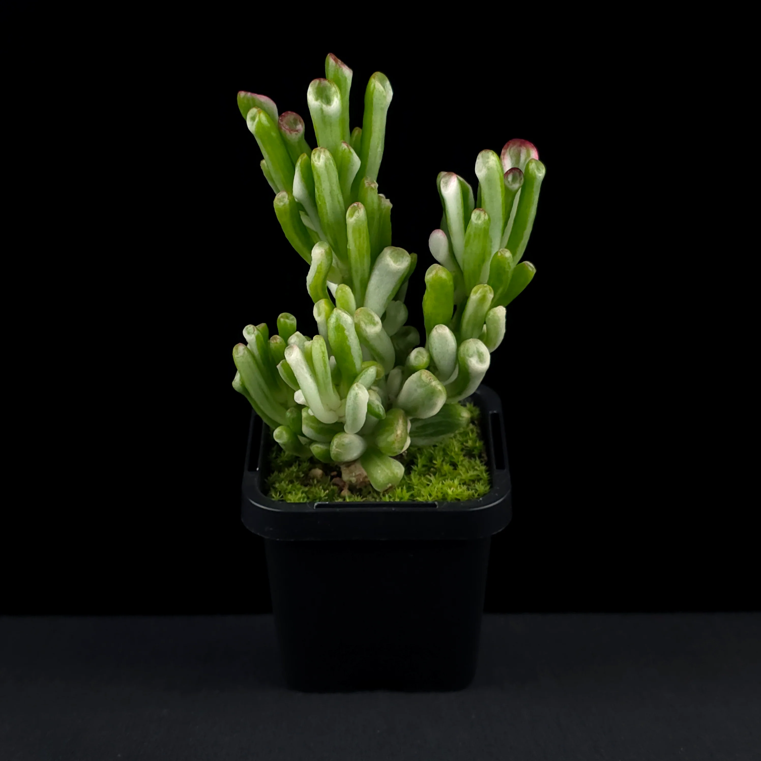 Crassula ovata 'Horntree White' - Image 3
