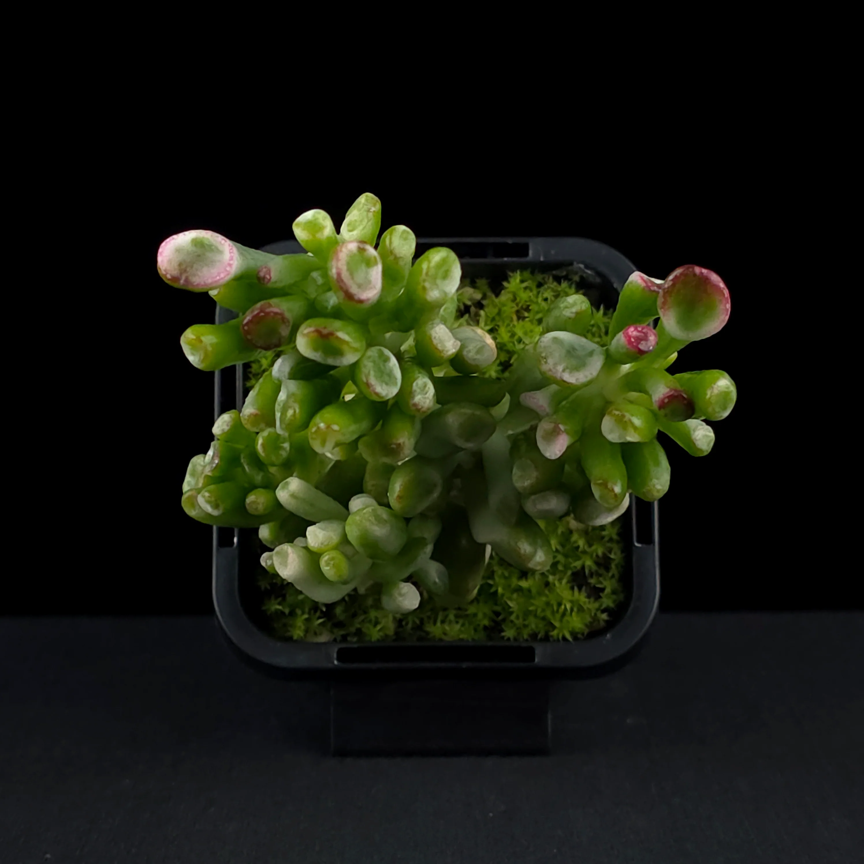 Crassula ovata 'Horntree White' - Image 4