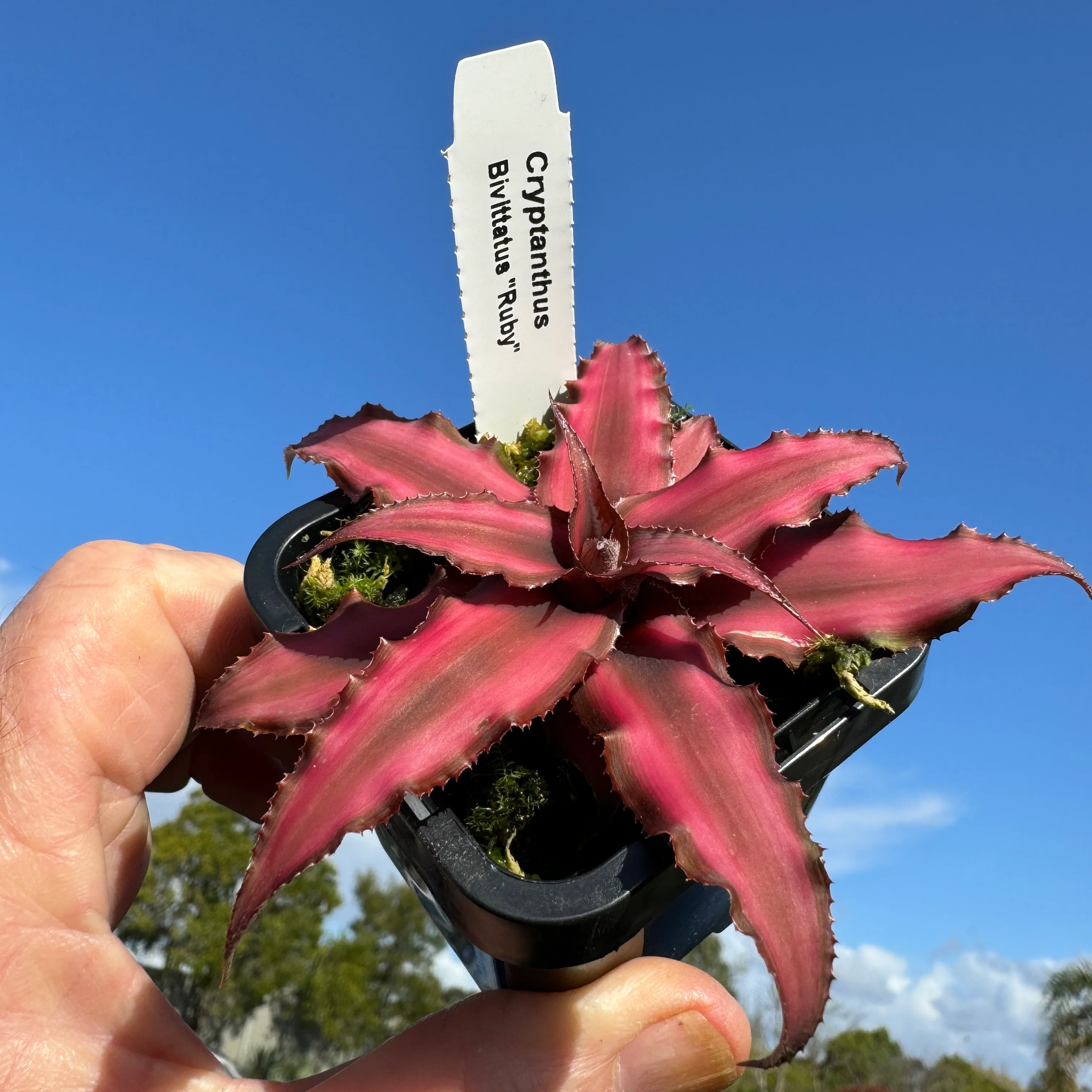 Cryptanthus bivittatus 'Ruby' - Earth Star Bromeliad - Image 2