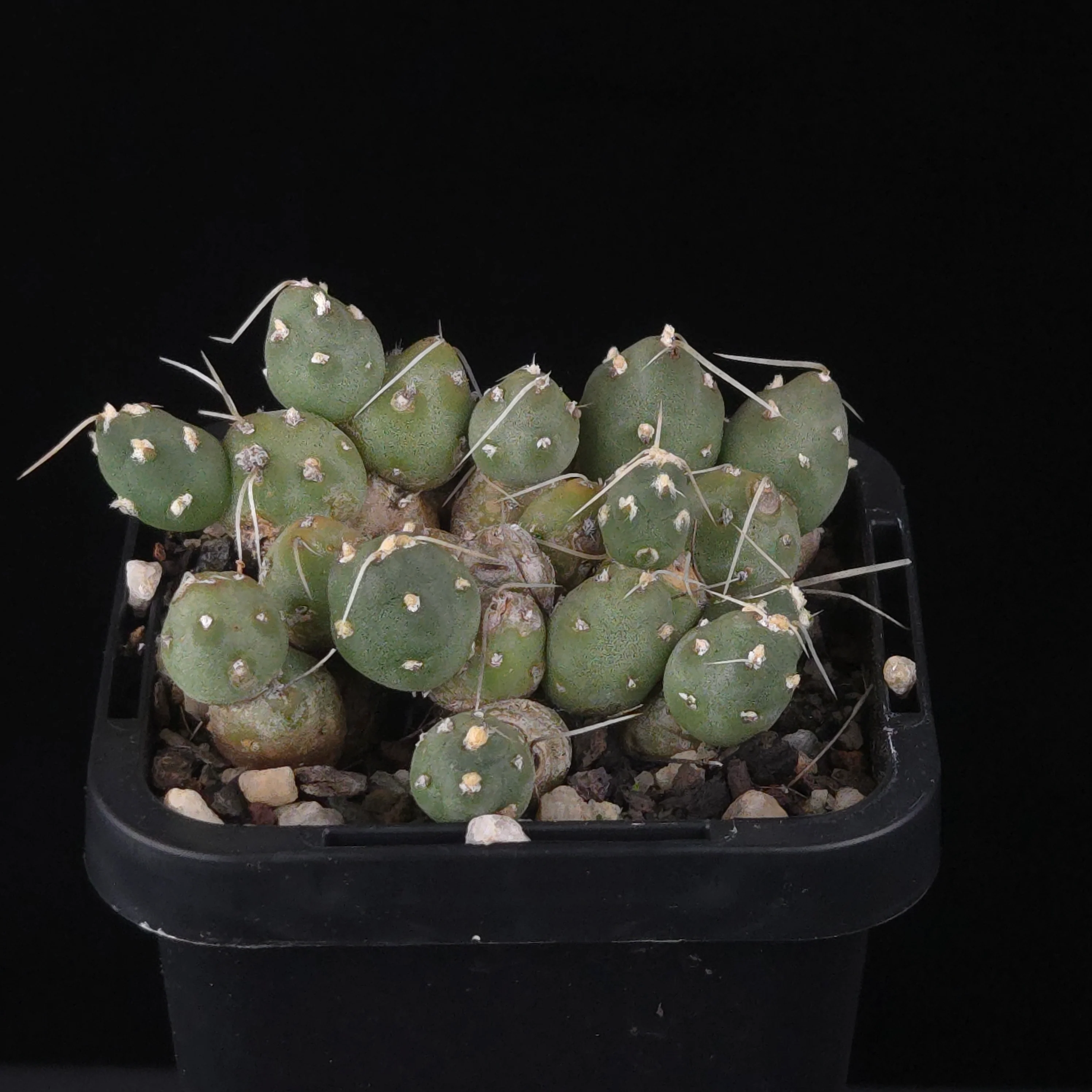 Cumulopuntia pentlandii (Syn. Cumulopuntia rossiana)