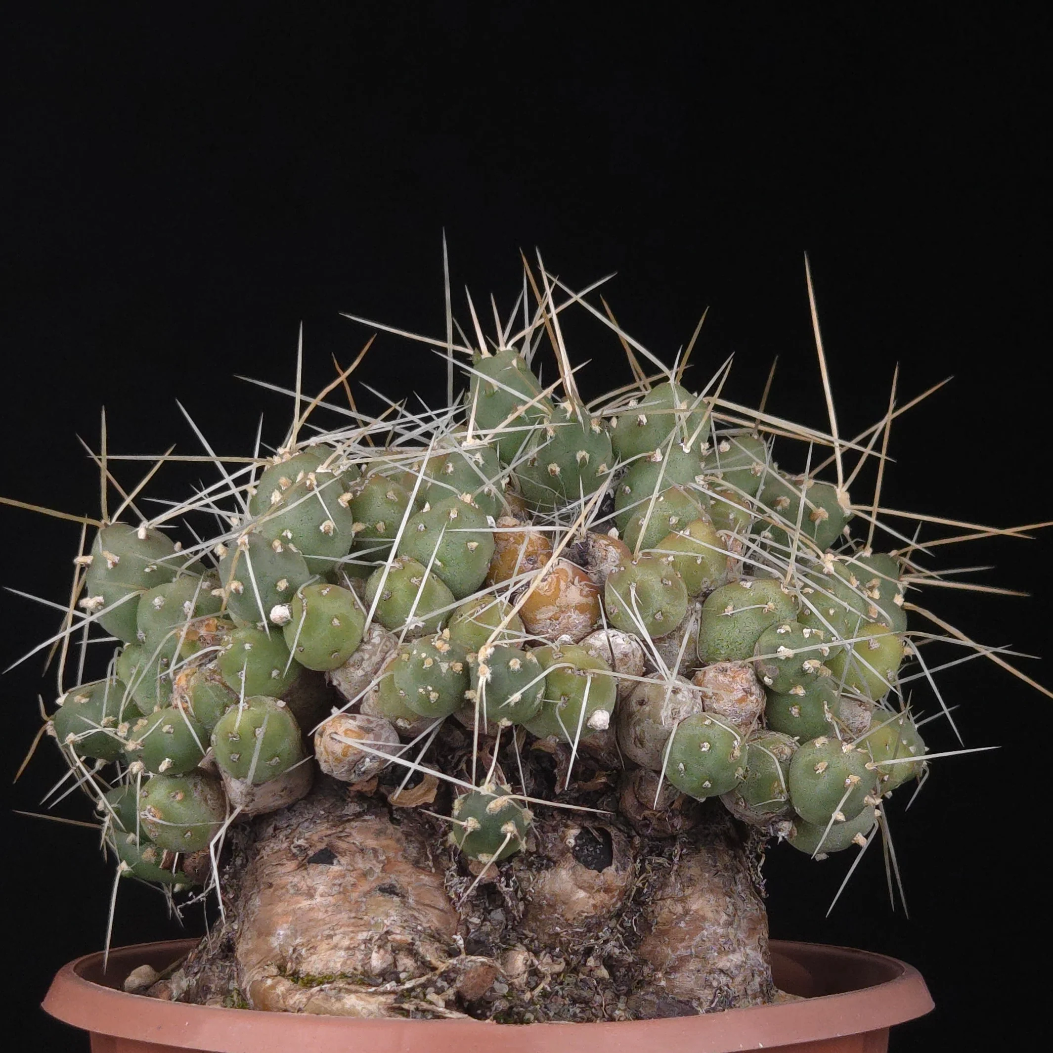 Cumulopuntia pentlandii (Syn. Cumulopuntia rossiana) - Image 3