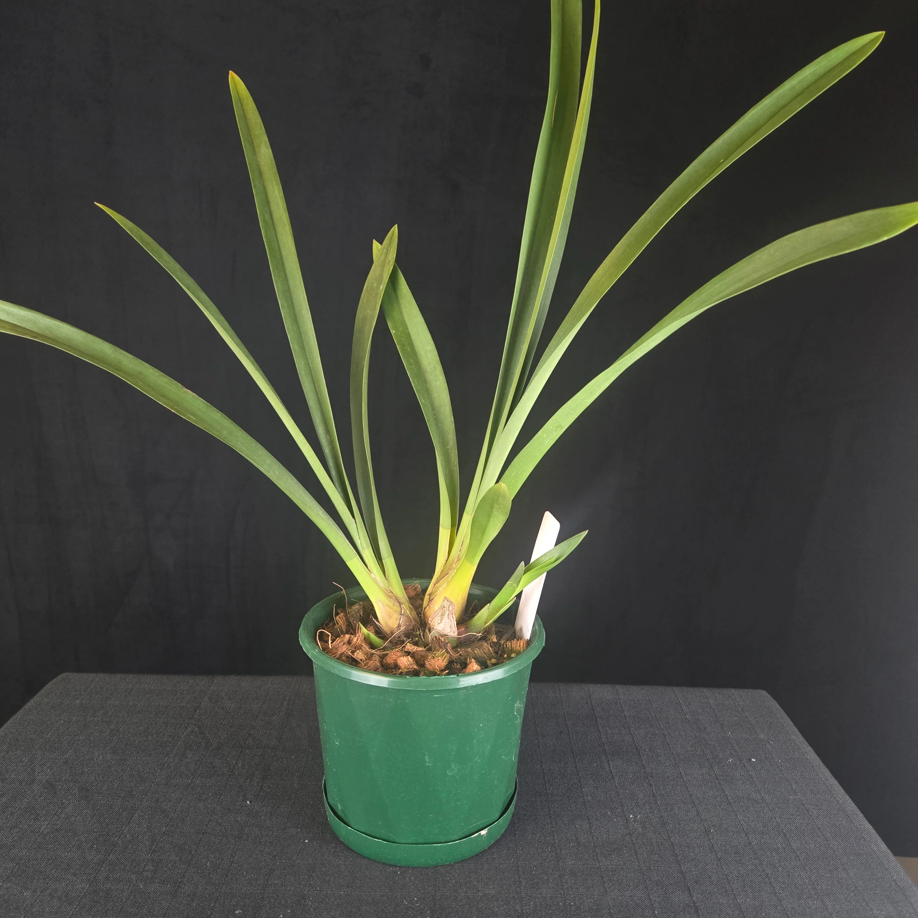 Cymbidium Cani Hugh × Cymbidium devonianum - Image 2