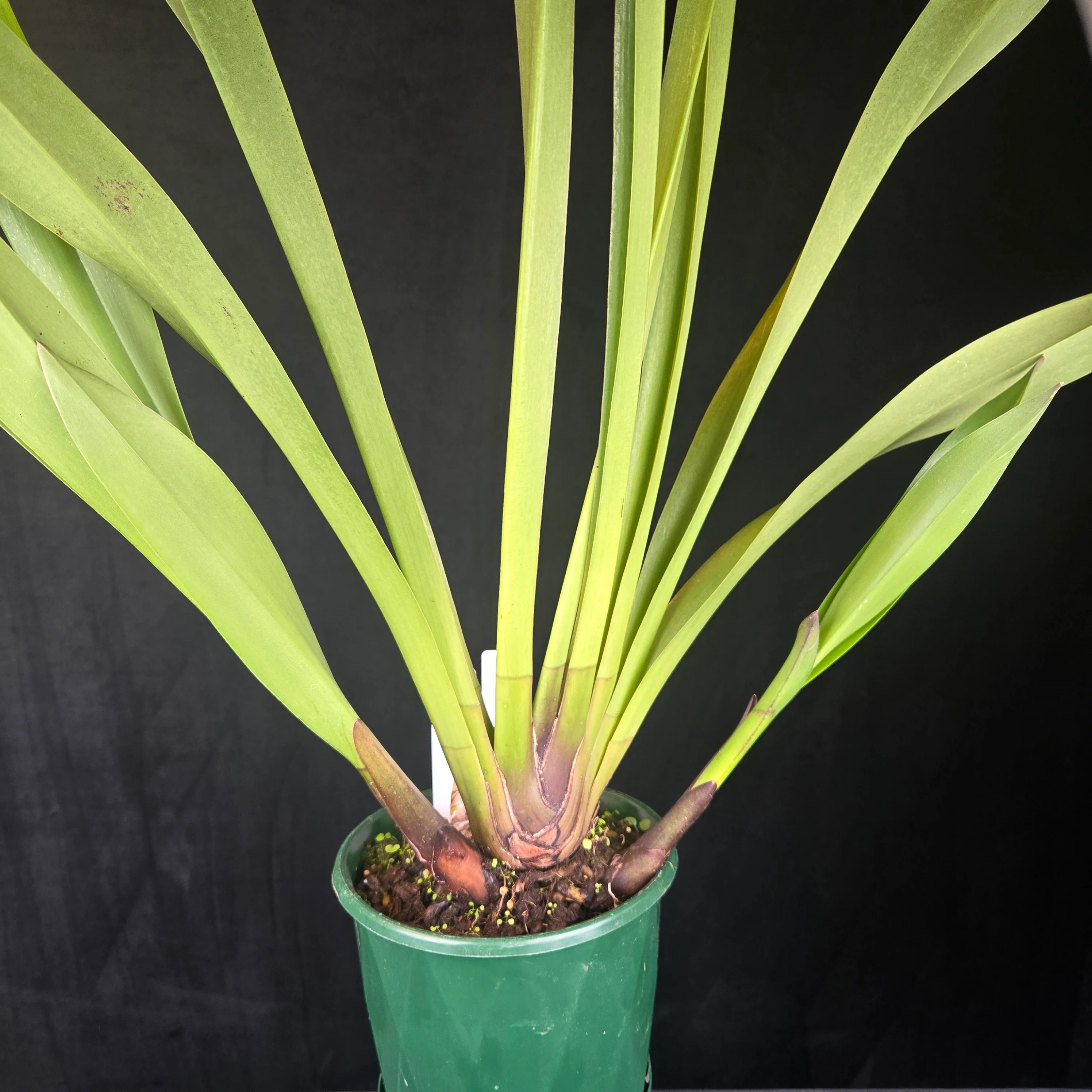 Cymbidium Cani Hugh × Cymbidium devonianum - Image 3