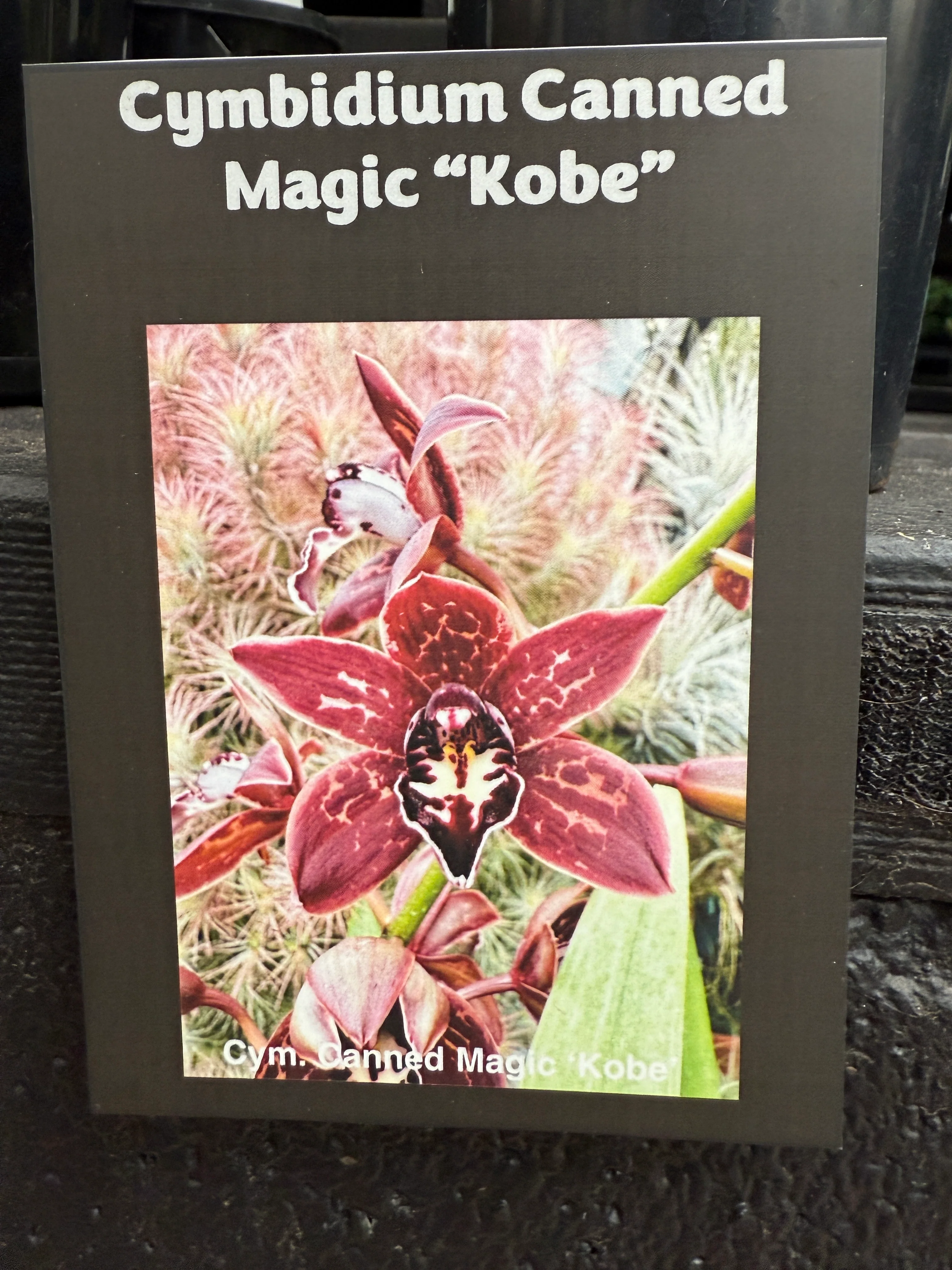 Cymbidium Canned Magic 'Kobe' - Image 3