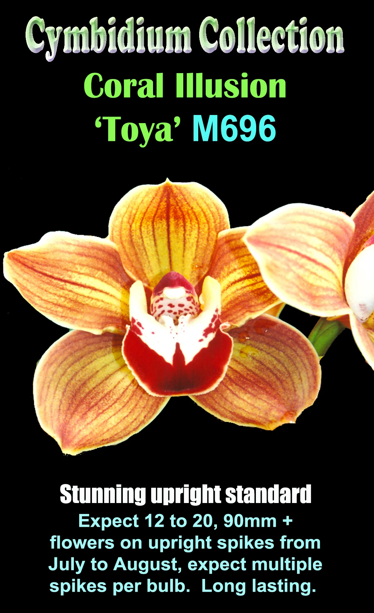 Cymbidium Coral Illusion 'Toya' - Image 3