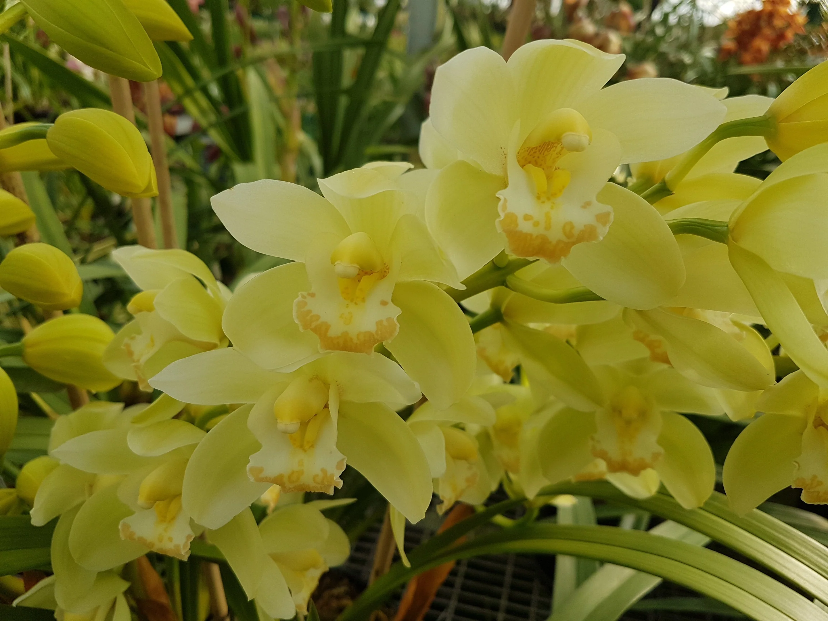 Cymbidium (Dag x Sleeping giant) 'Touch of Class '