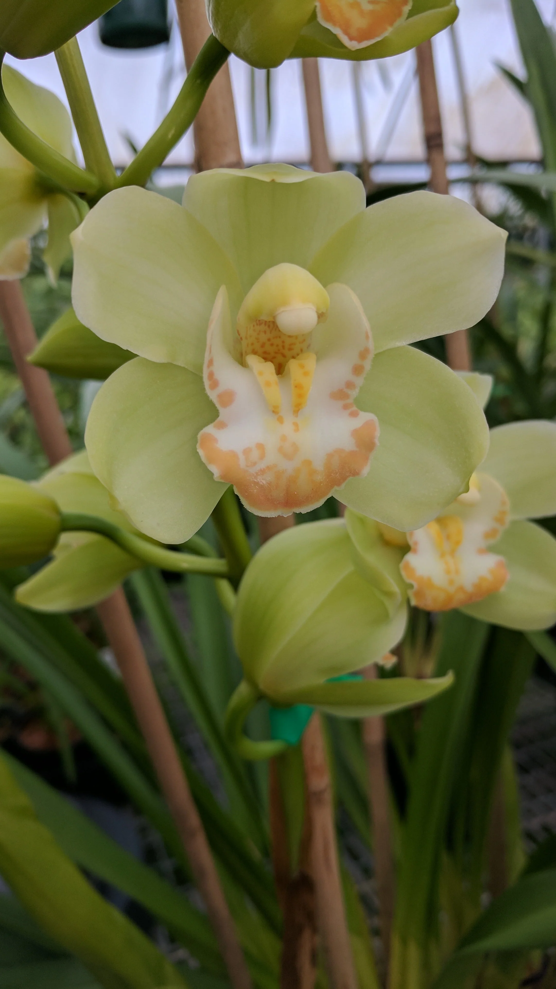 Cymbidium (Dag x Sleeping giant) 'Touch of Class ' - Image 2
