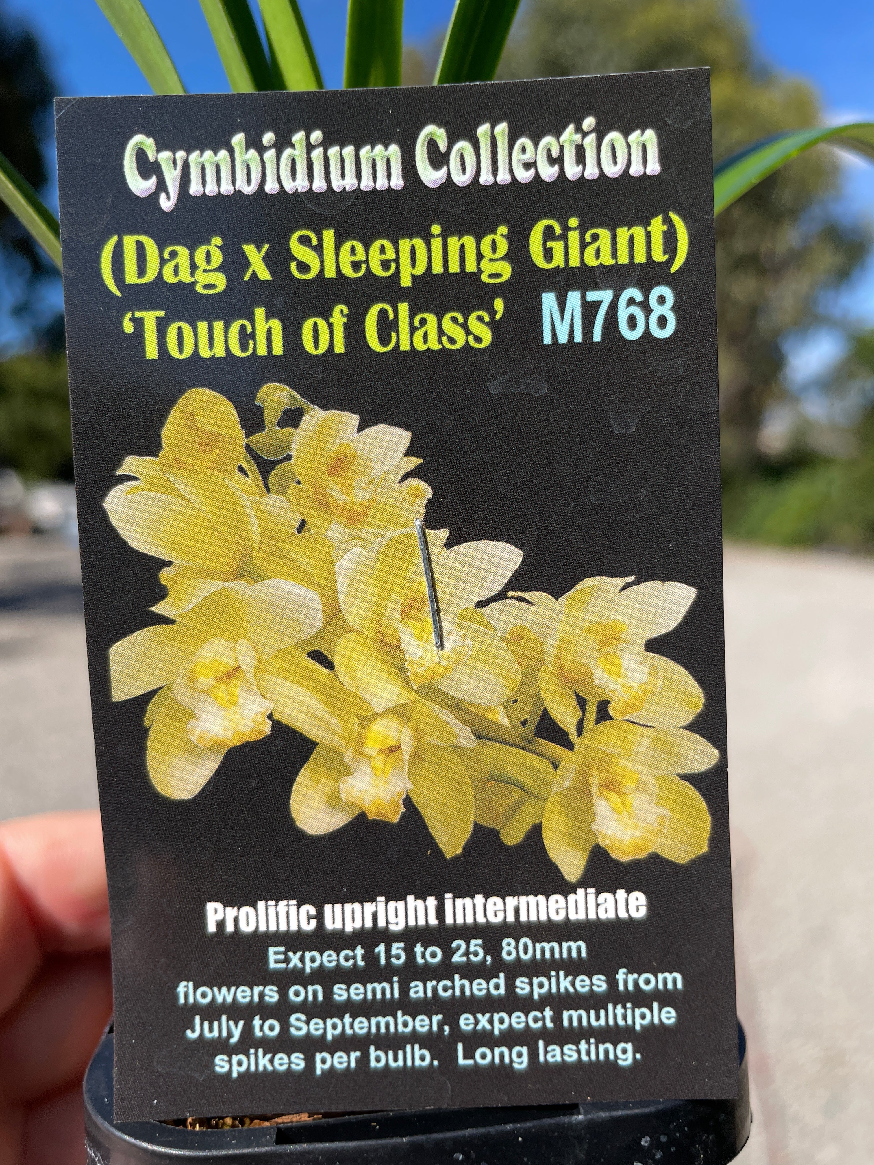 Cymbidium (Dag x Sleeping giant) 'Touch of Class ' - Image 3