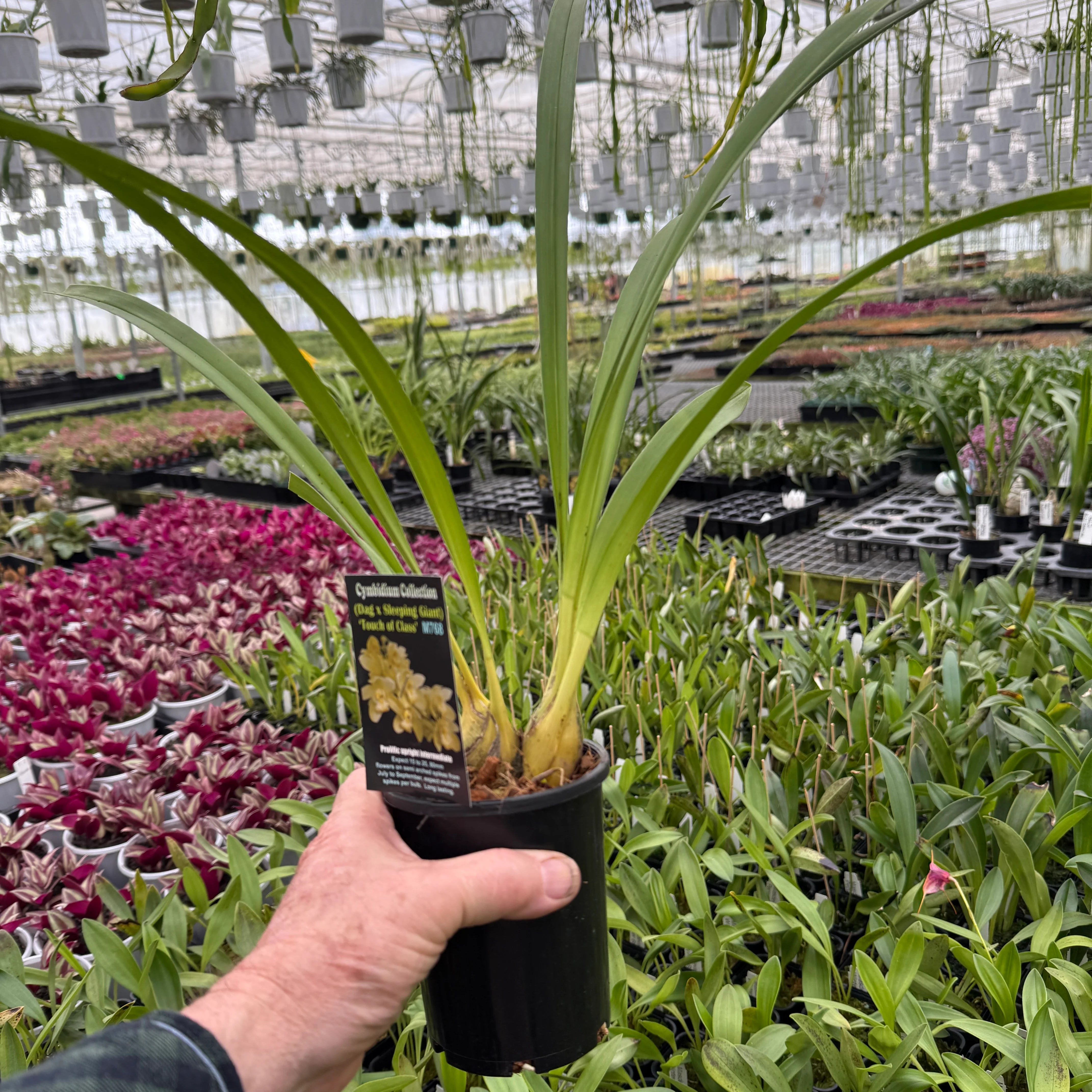 Cymbidium (Dag x Sleeping giant) 'Touch of Class ' - Image 4