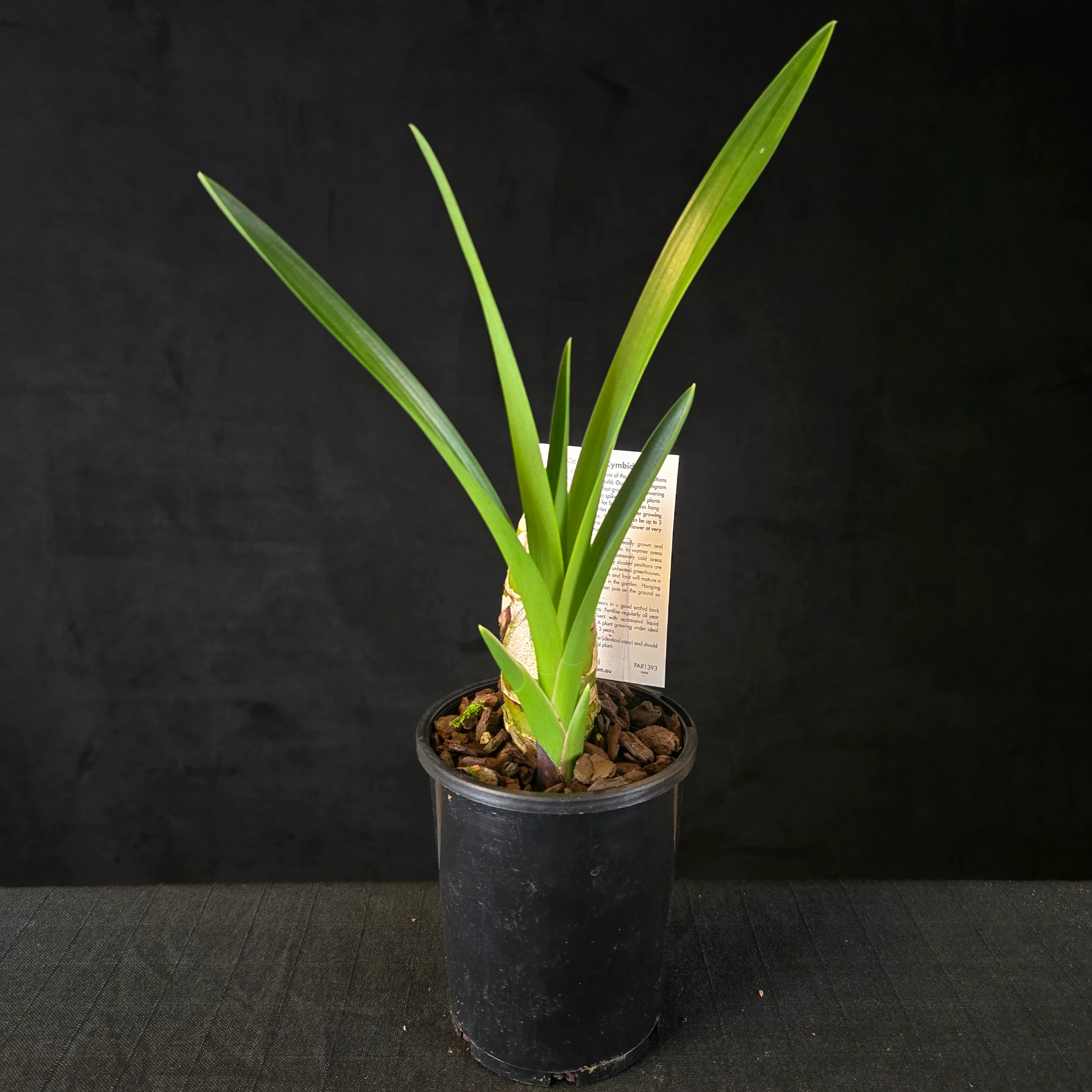Cymbidium Dean Roesler 'Jaffa' - Image 2