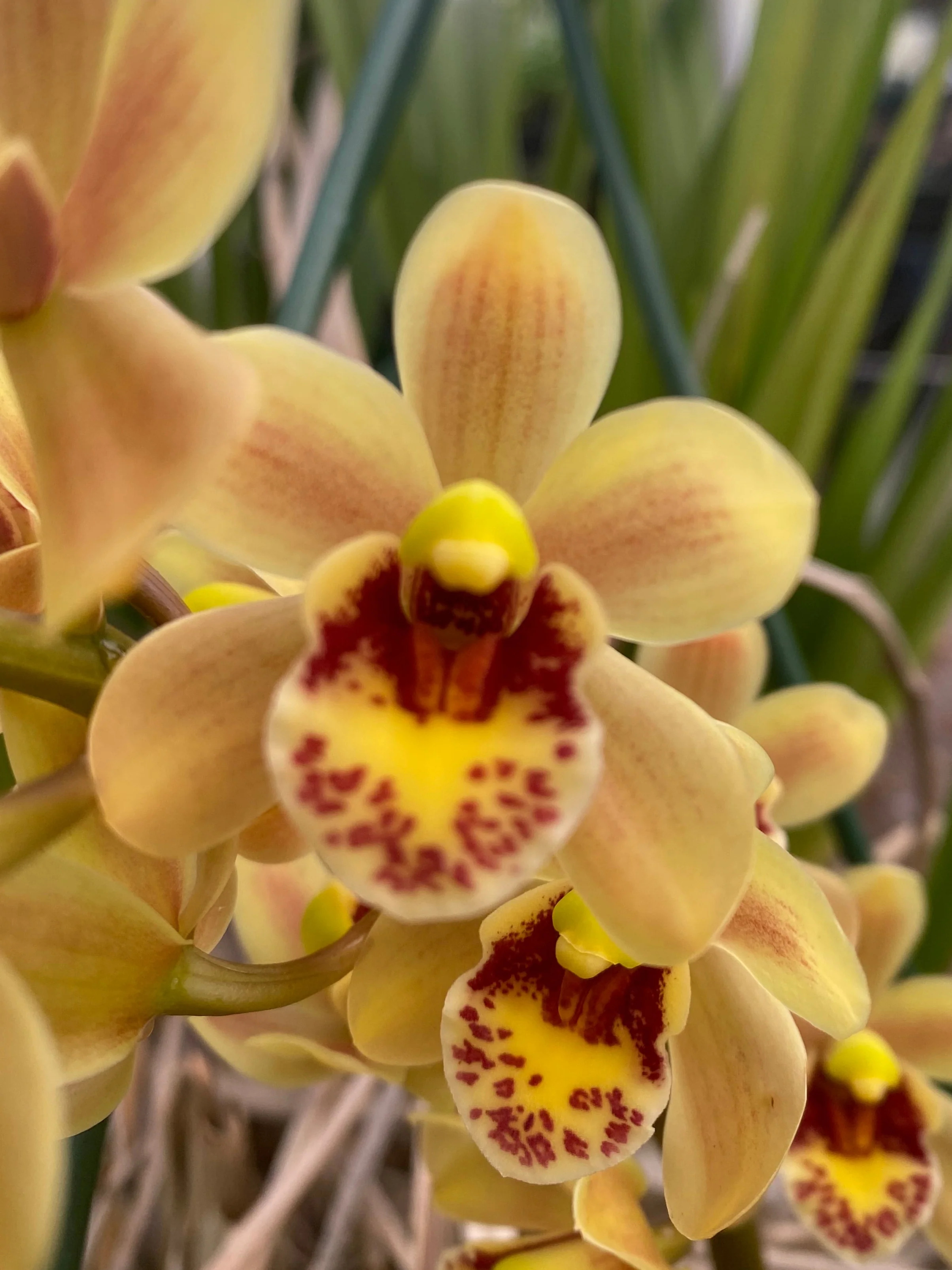Cymbidium Eye of the Tiger ‘Sweet It Is’ - Image 2