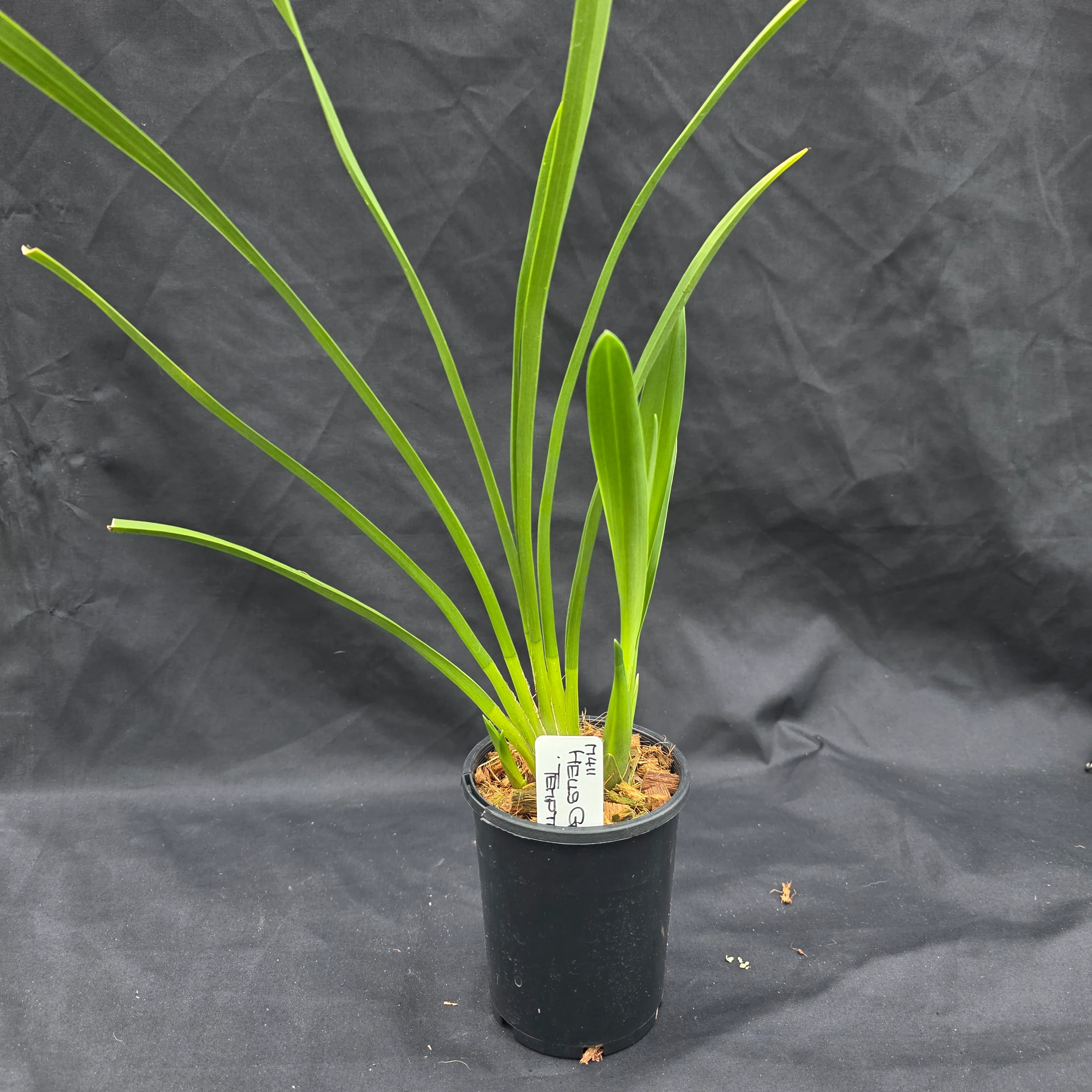 Cymbidium Hell's Gate 'Temptation' - Image 4