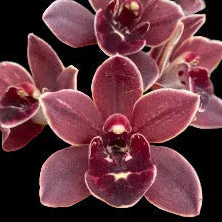 Cymbidiums