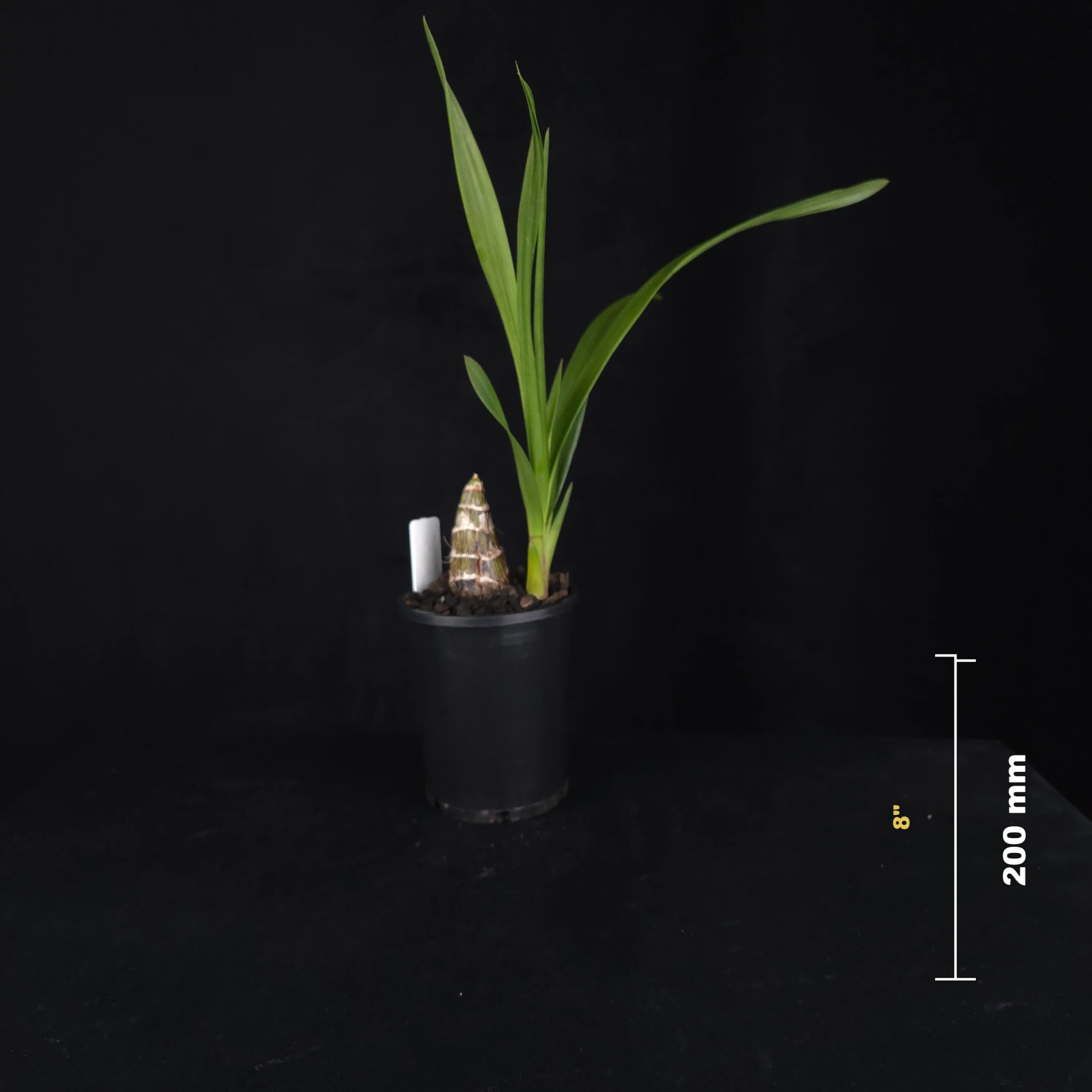 Cymbidium (Jumbuck 'Wendy Wills' × Last Tango 'Geyserland') 'Delightful' - Image 2