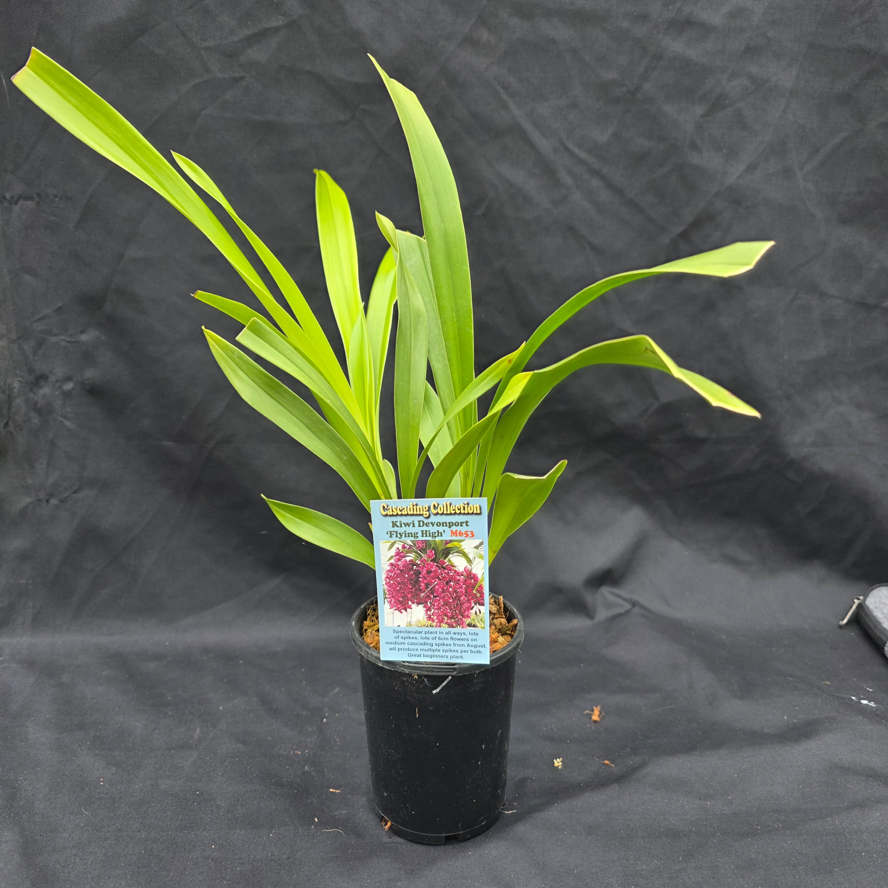 Cymbidium Kiwi Devonport 'Flying High' - Image 4
