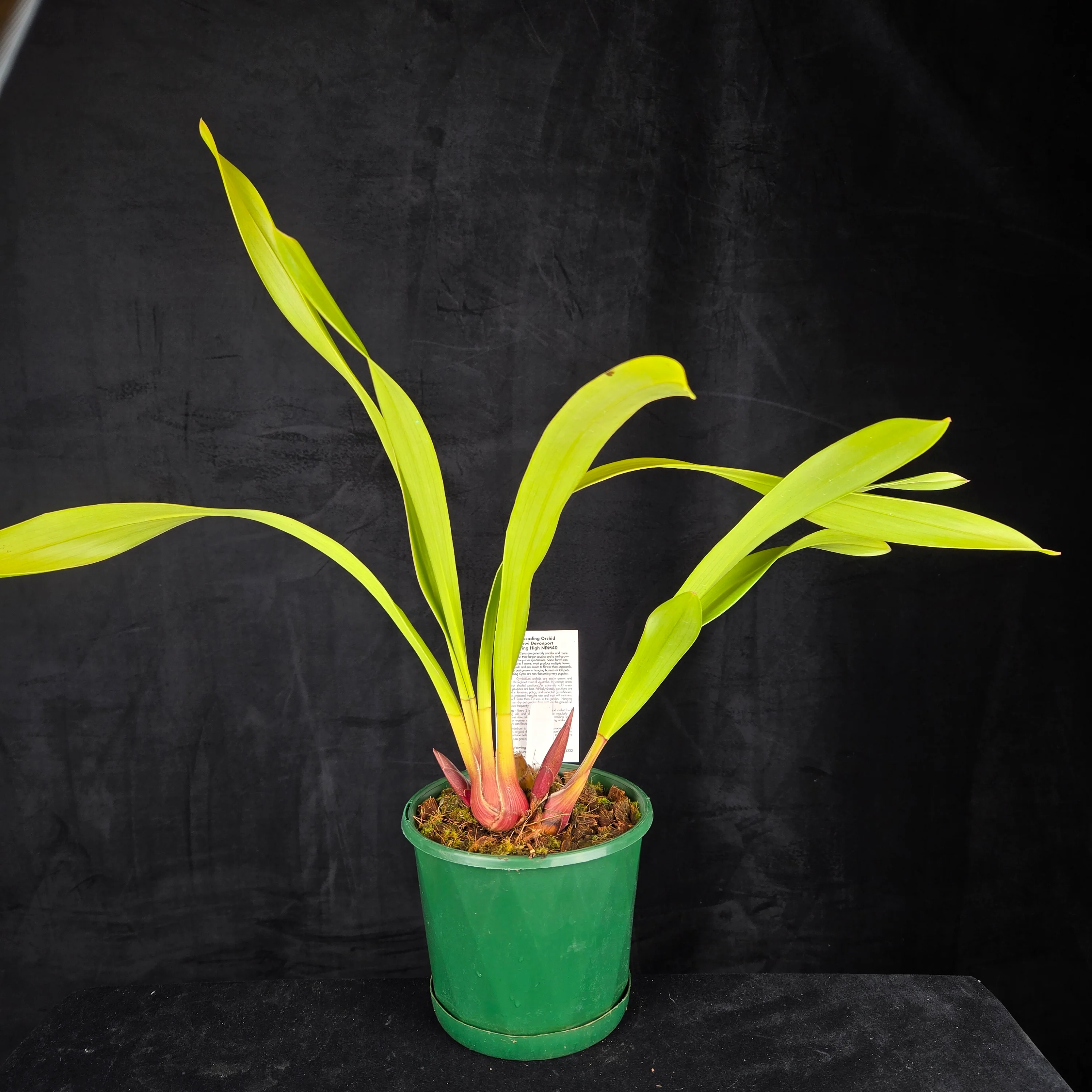 Cymbidium Kiwi Devonport 'Flying High' - Image 6