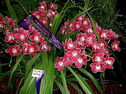 Cymbidium Kuralta Park 'Tennyson' - Image 2