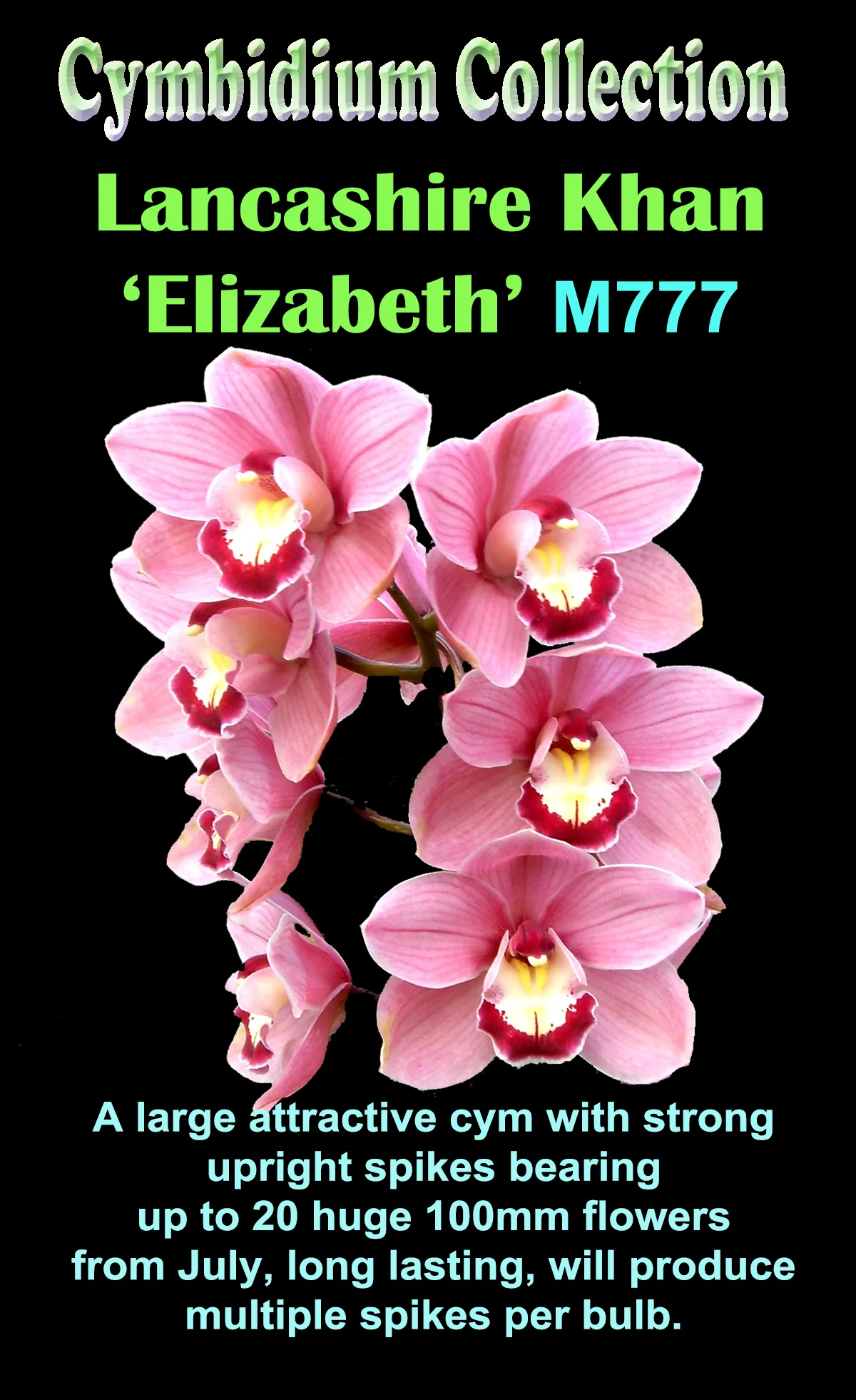 Cymbidium Lancashire Khan 'Elizabeth' - Image 2