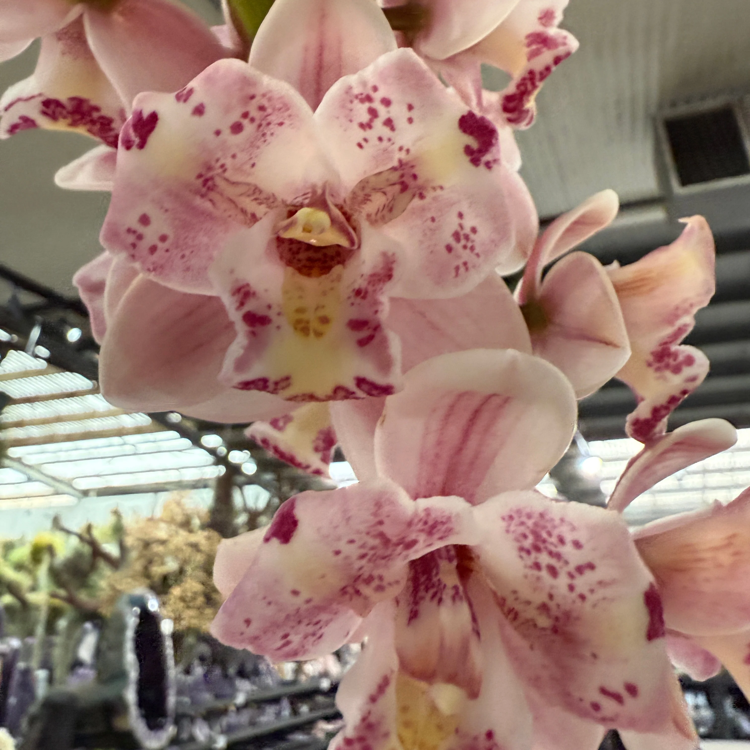 Cymbidium Little Sarah 'Freak Scene' - One Off Specials - Image 2