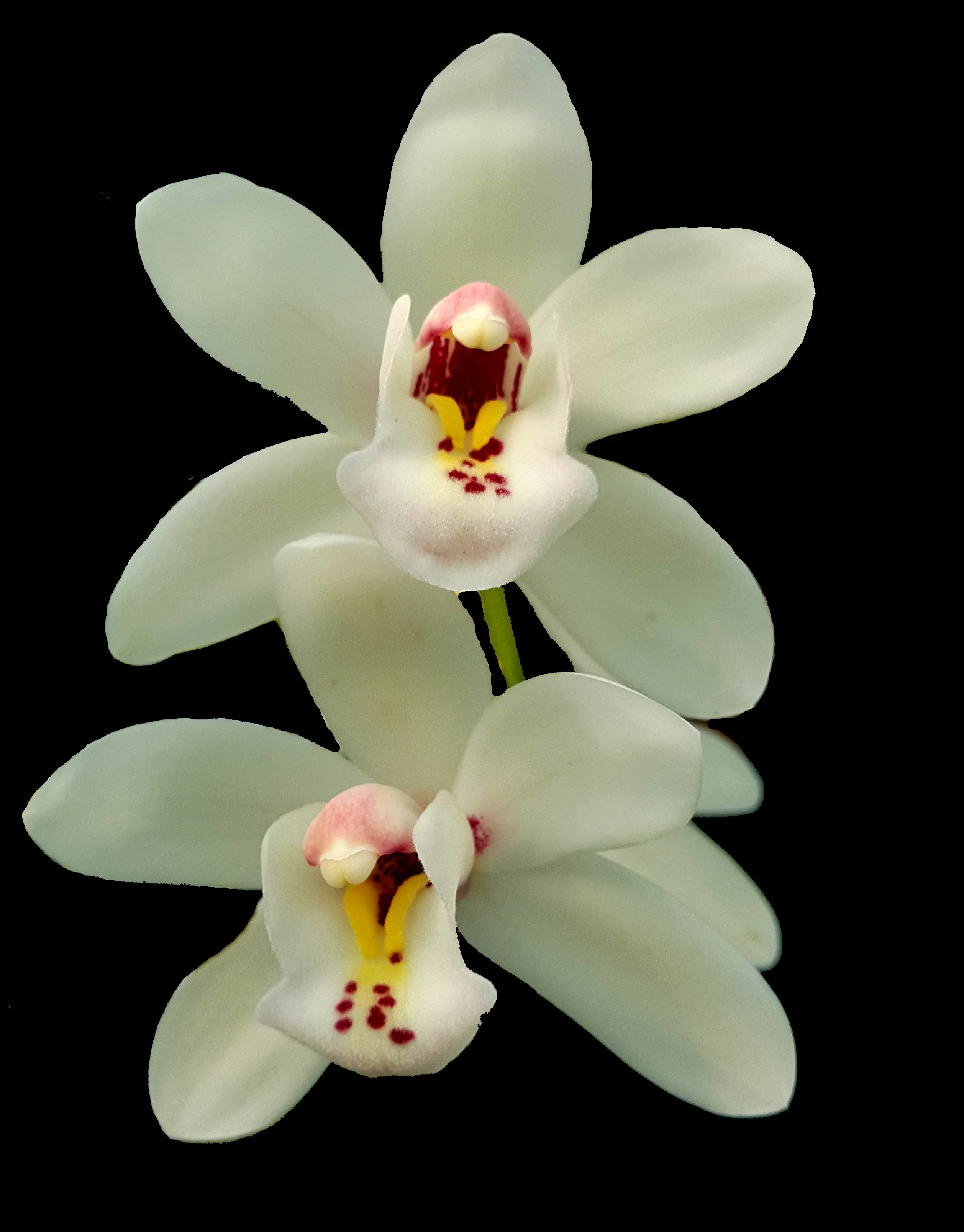 Cymbidium Love the Moon 'Tony's Choice' - Image 2