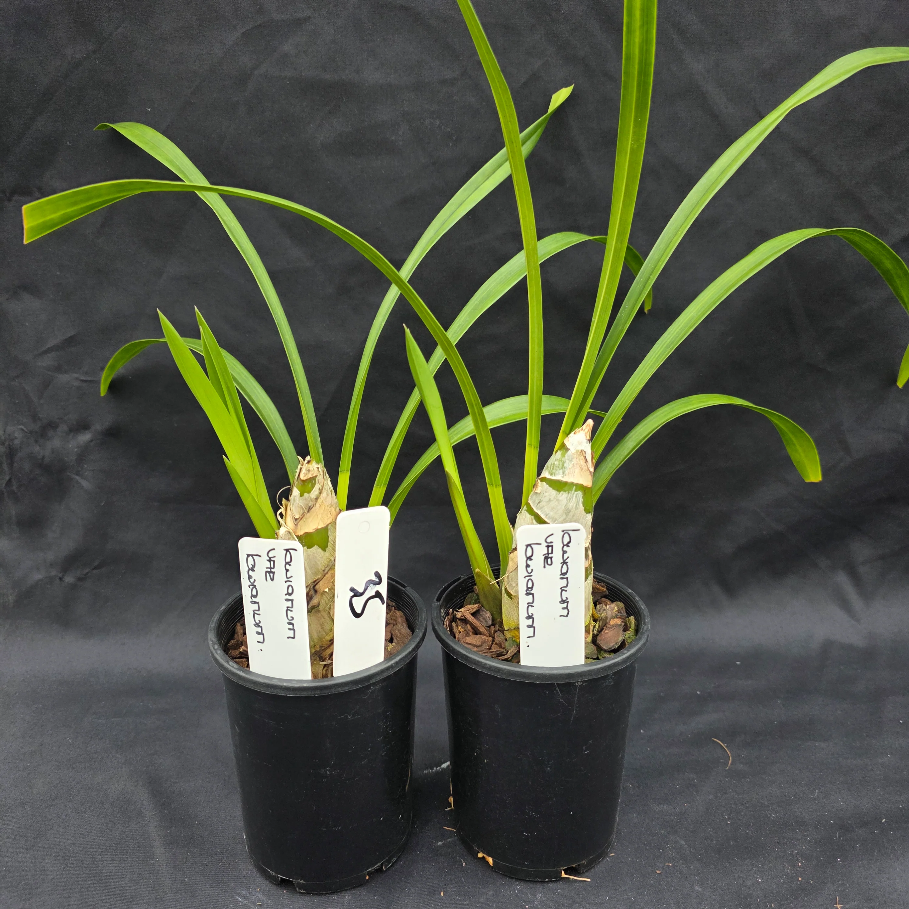 Cymbidium lowianum var. lowianum – True Species - Image 2