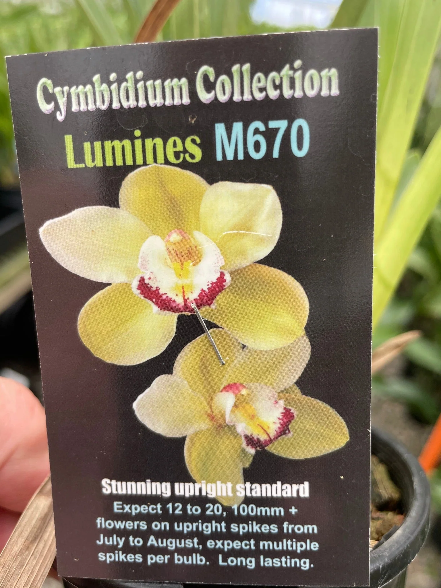 Cymbidium Lumines - Image 2