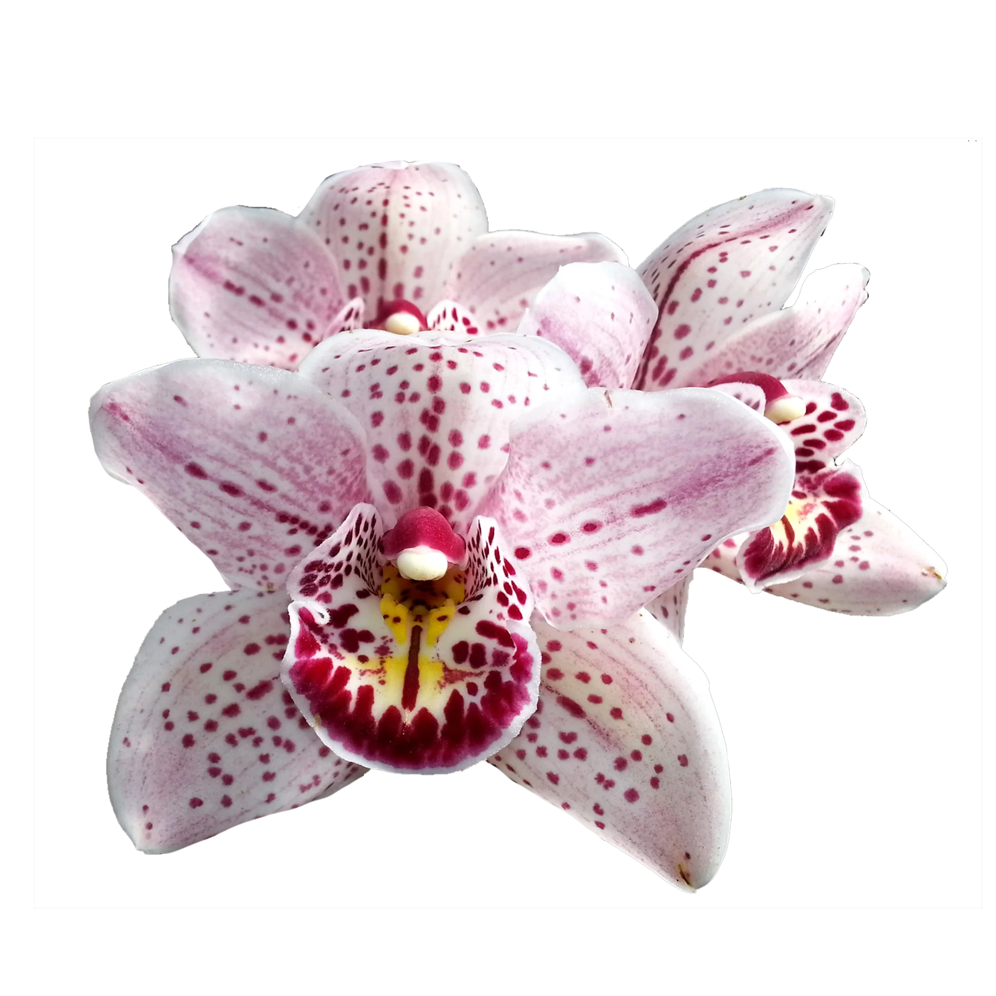 Cymbidium Magic Bubbles 'Royale'