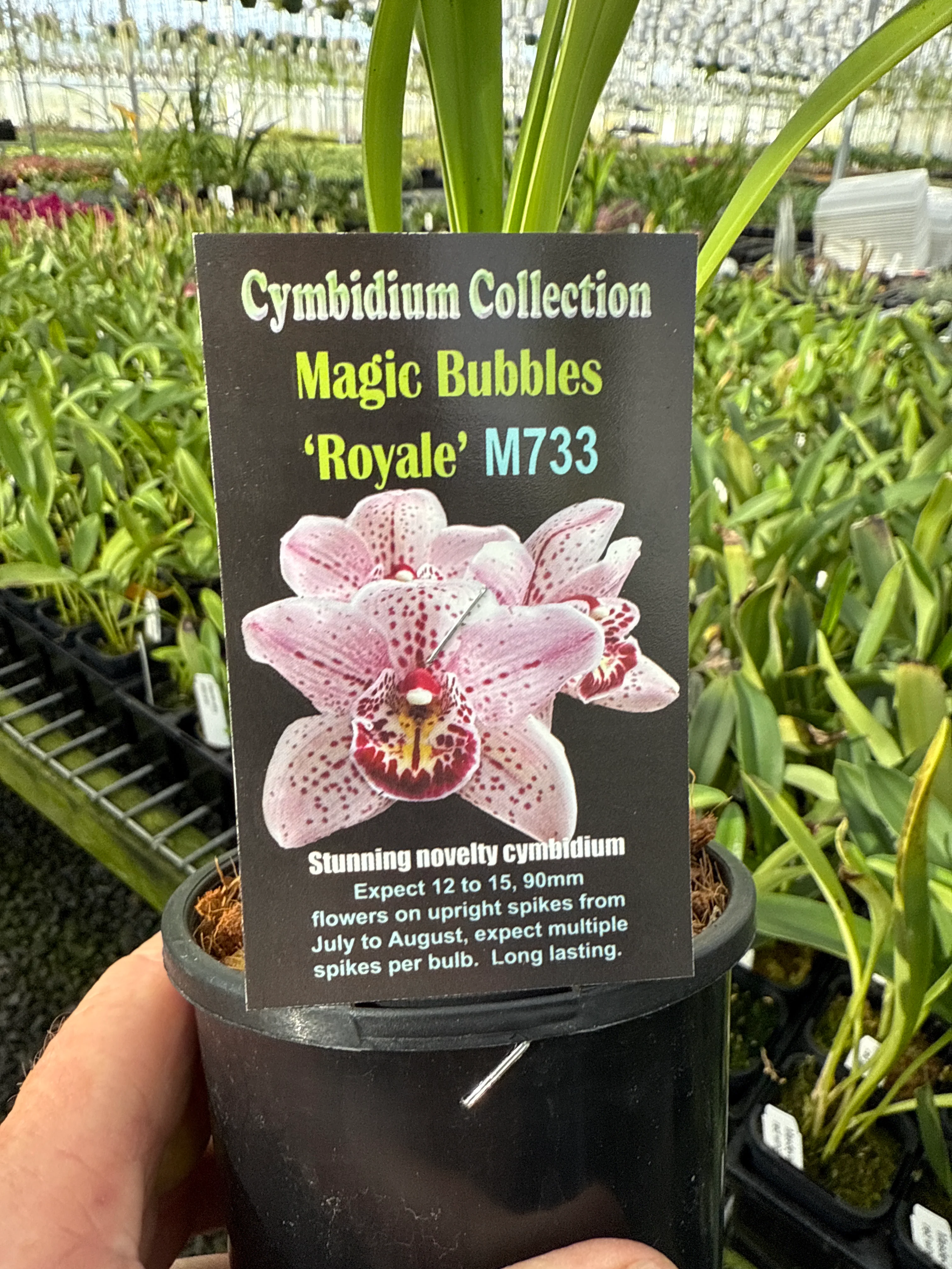 Cymbidium Magic Bubbles 'Royale' - Image 2