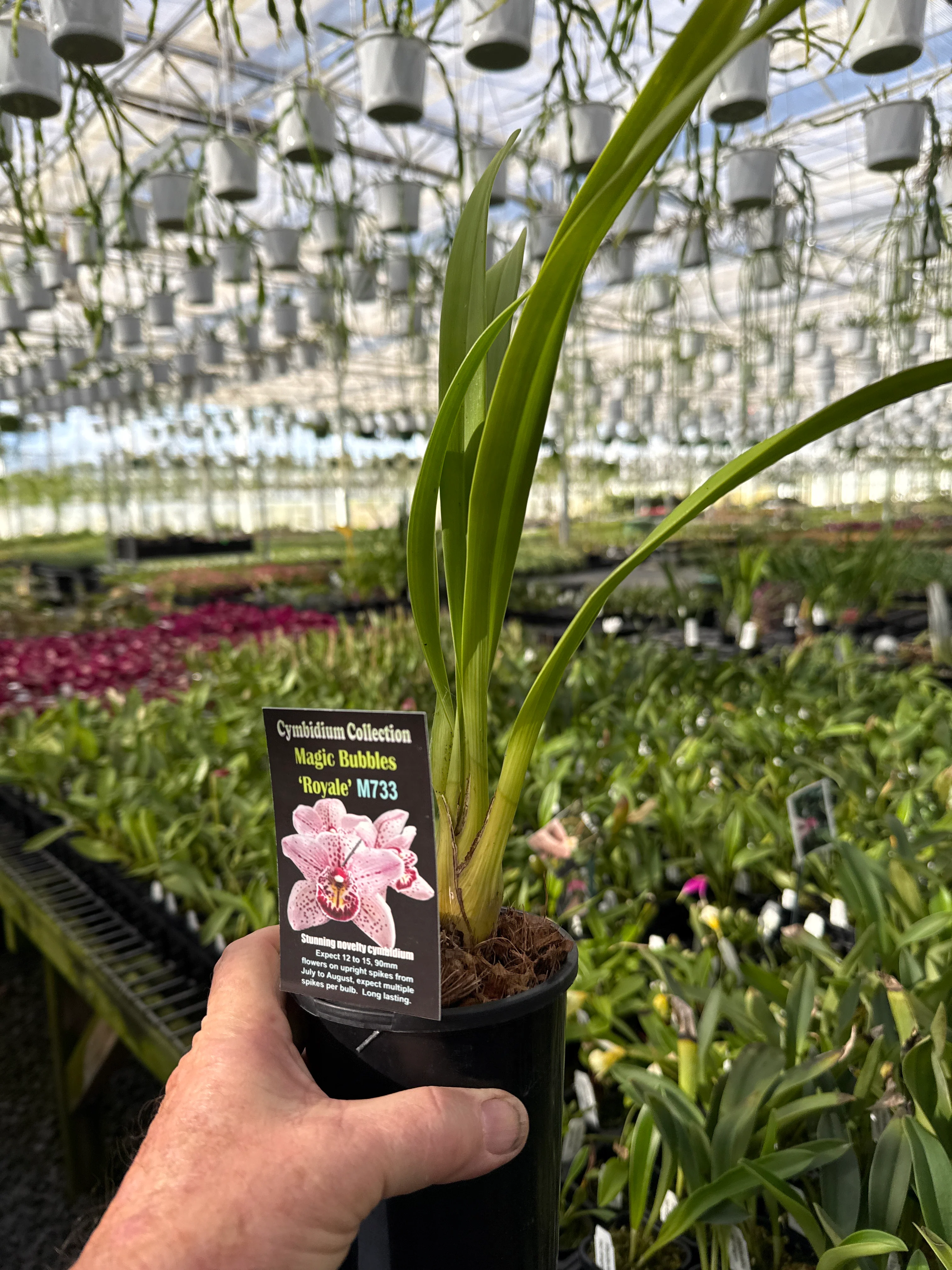 Cymbidium Magic Bubbles 'Royale' - Image 3