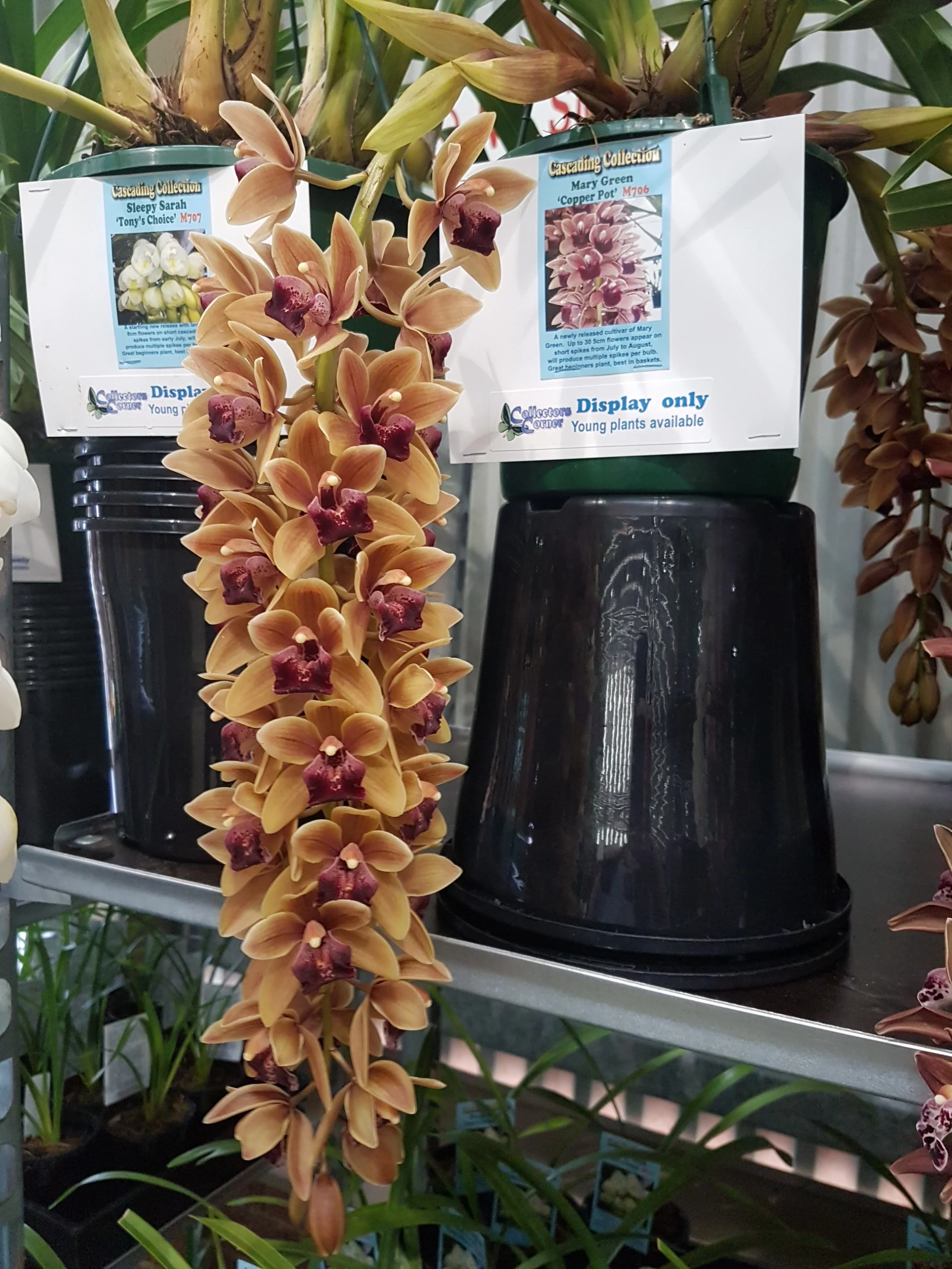 Cymbidium Mary Green 'Copper Pot' - Image 4
