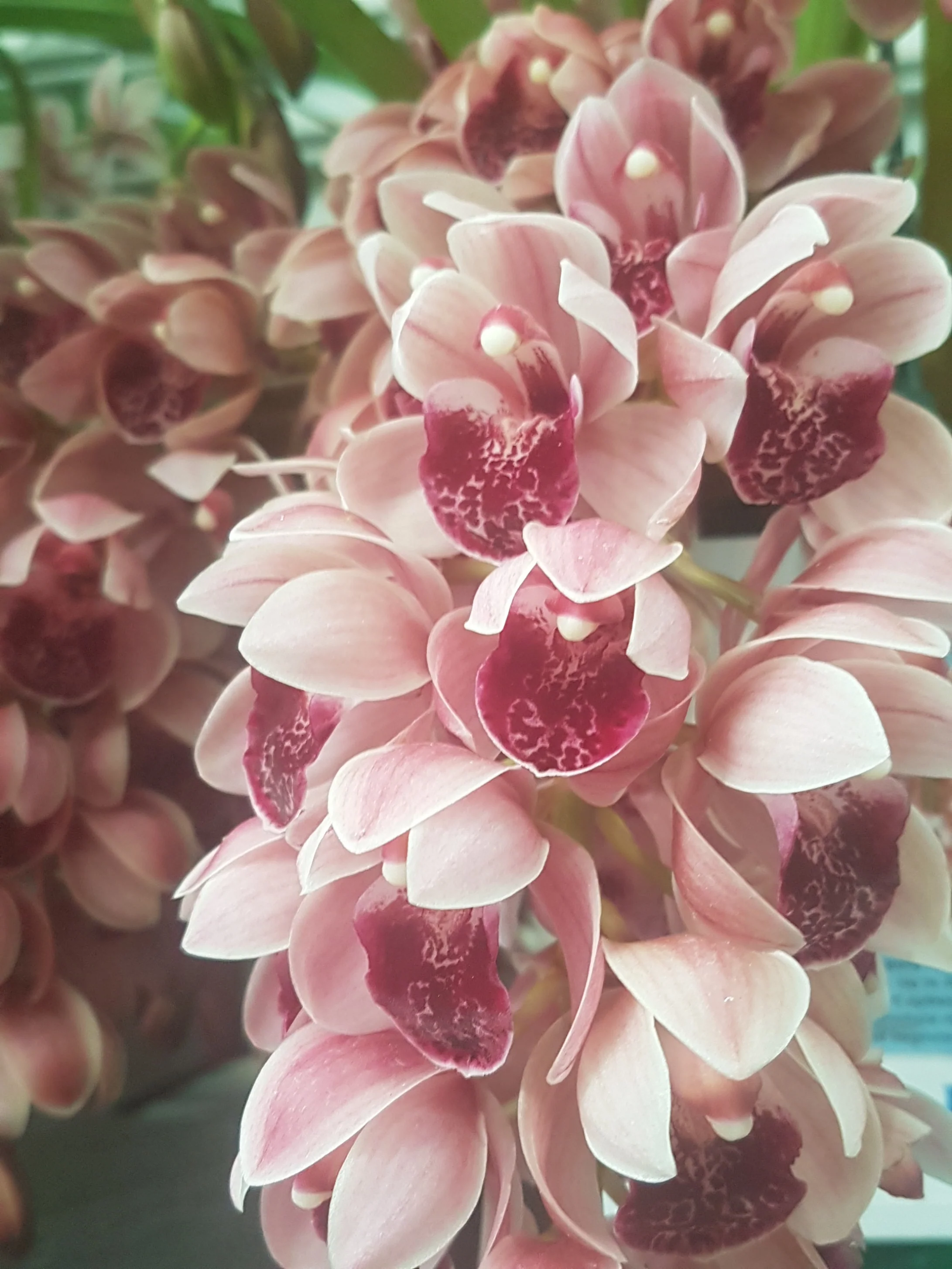Cymbidium Mary Green 'Cutie Pie' - Image 5
