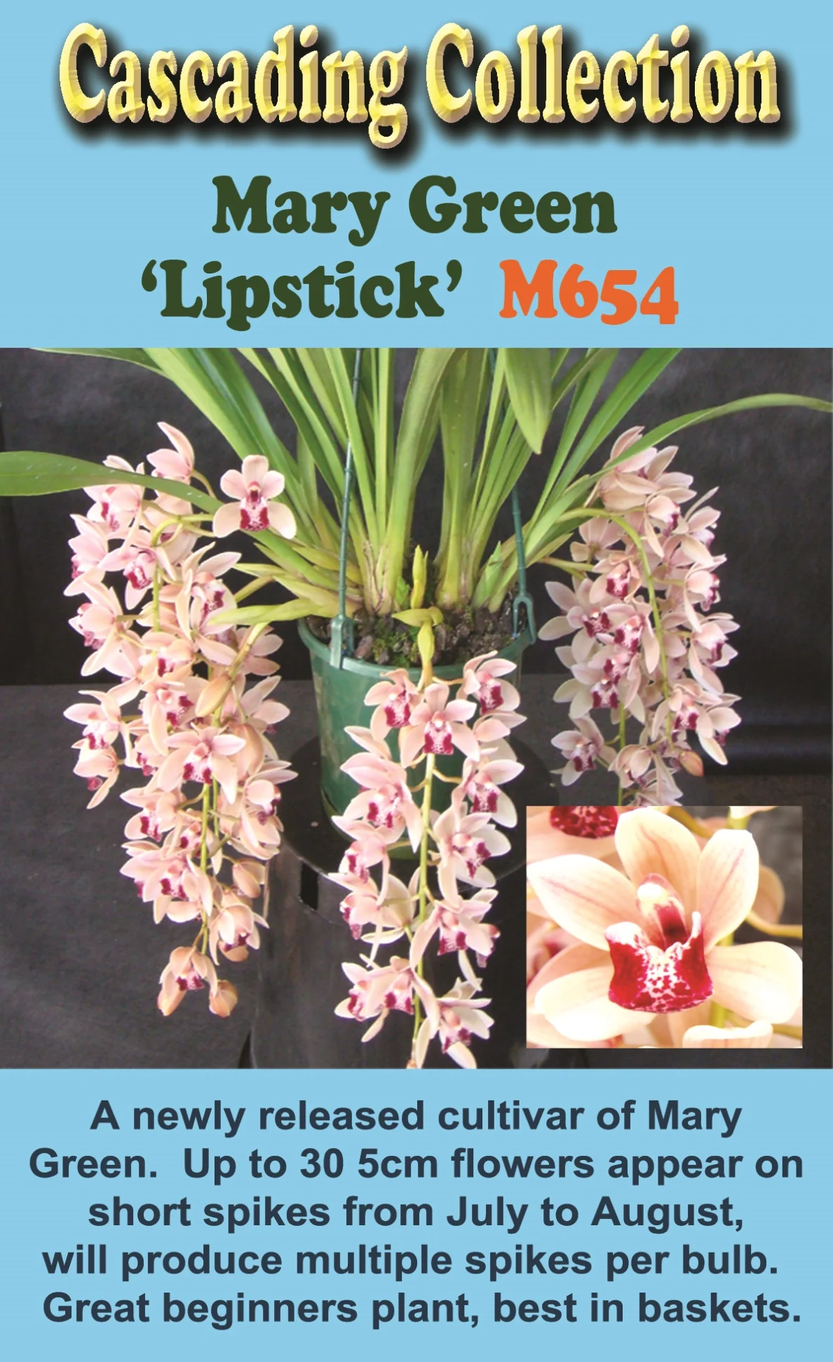 Cymbidium Mary Green 'Lipstick' - Image 3