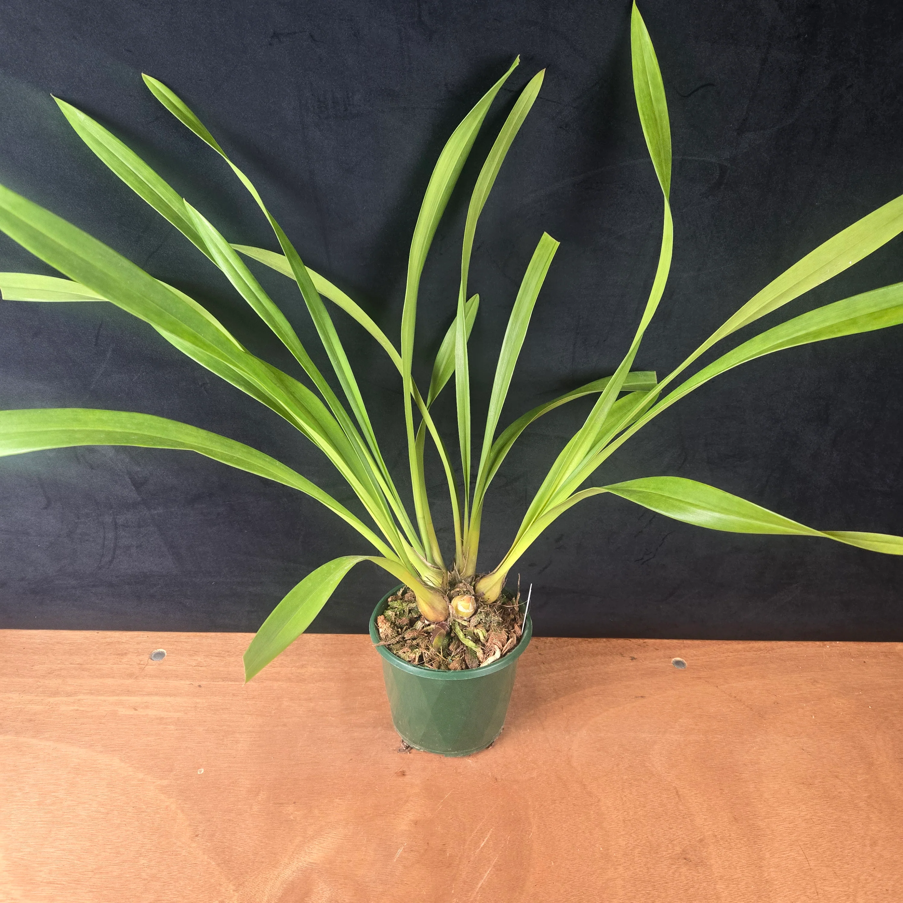 Cymbidium Mary Green 'Valencia' - Image 3
