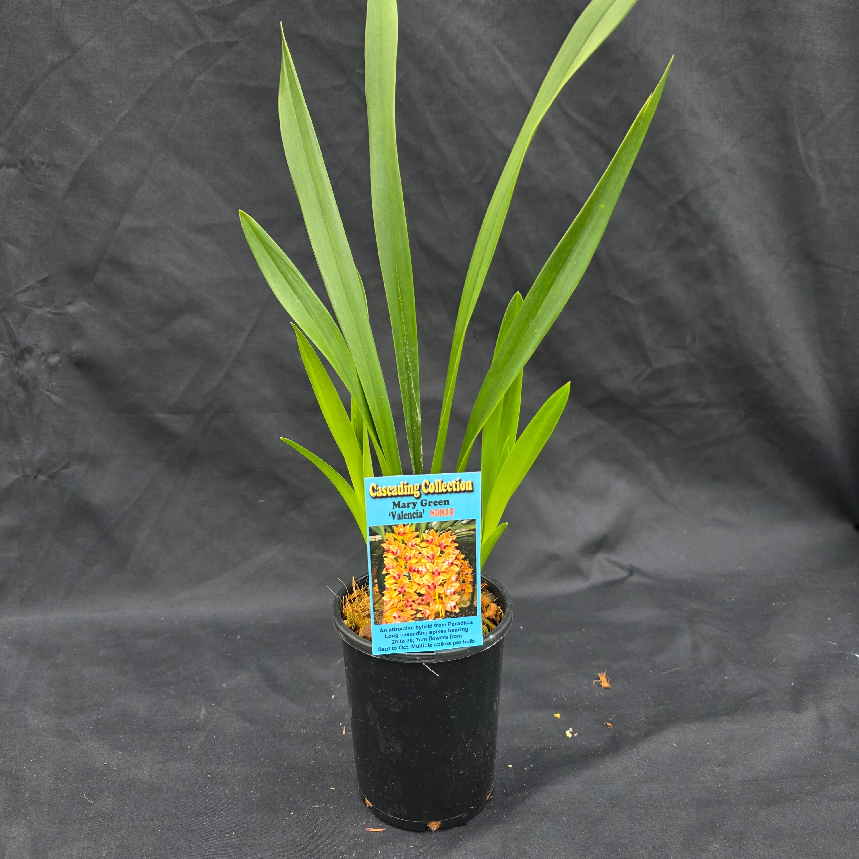 Cymbidium Mary Green 'Valencia' - Image 4