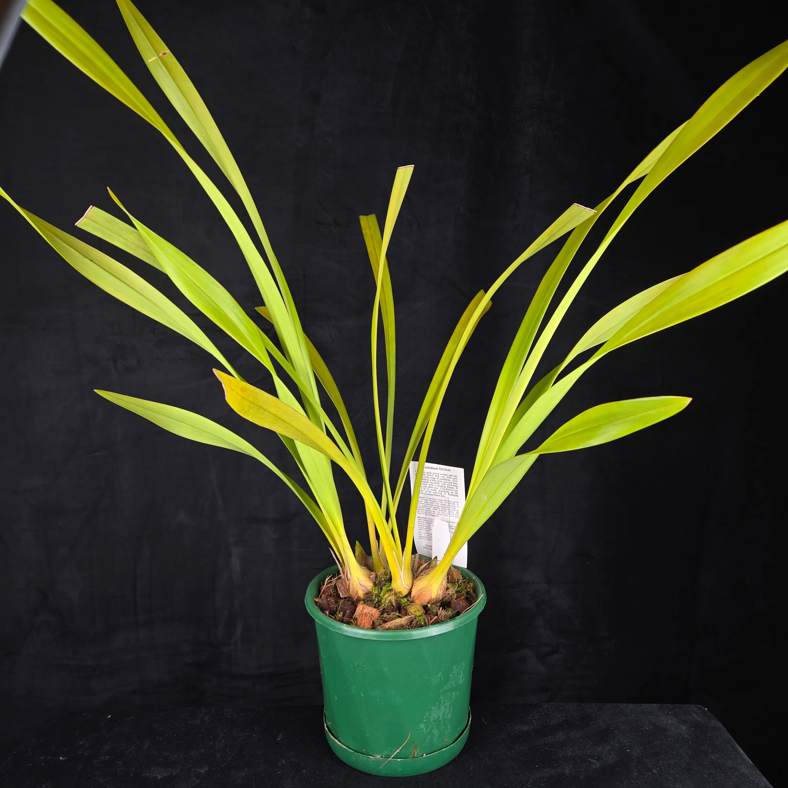 Cymbidium Mary Green 'Valencia' - Image 5