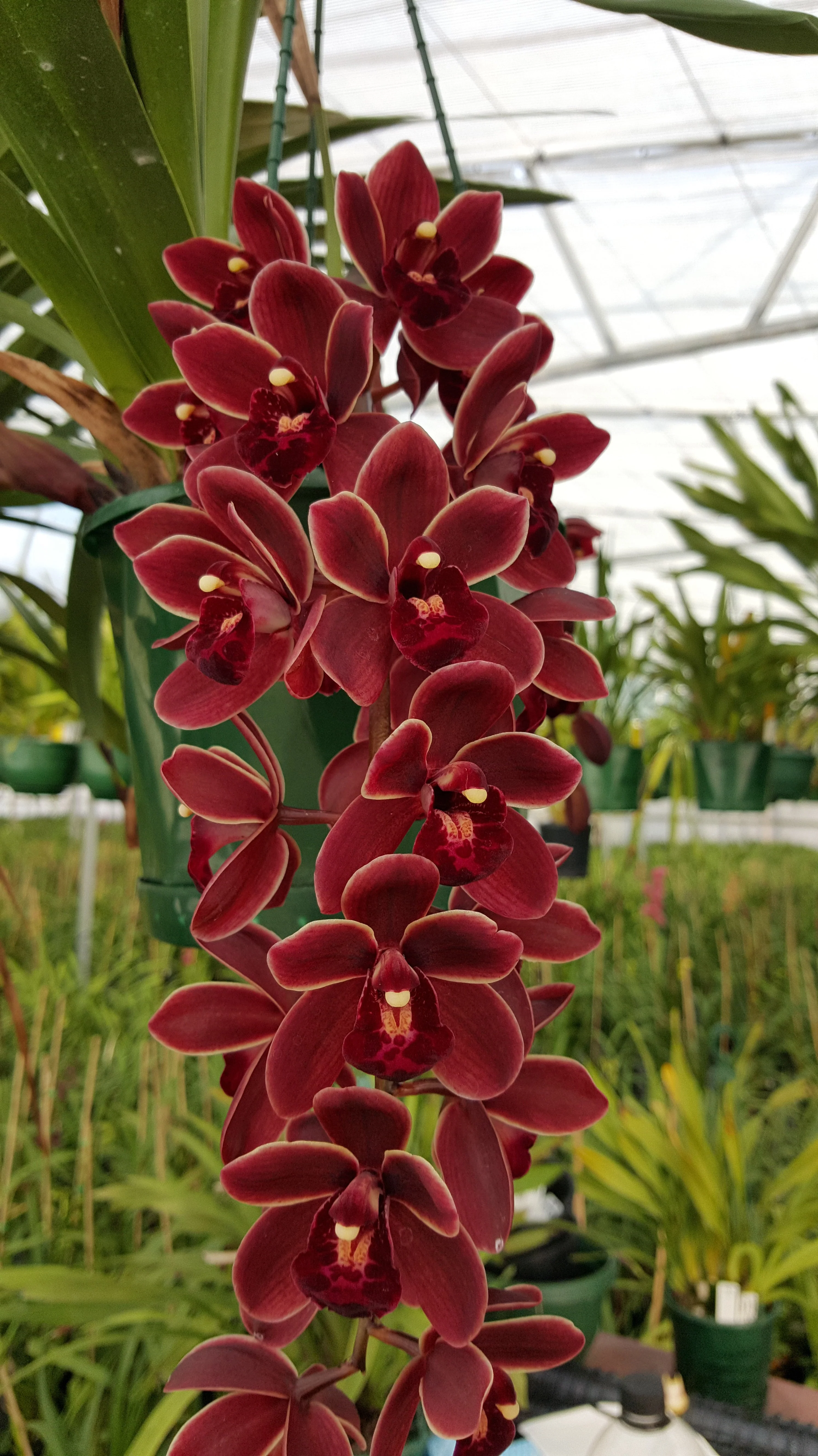 Cymbidium (Miss Muffet x Ruby Eyes) 'Ruby Falls'