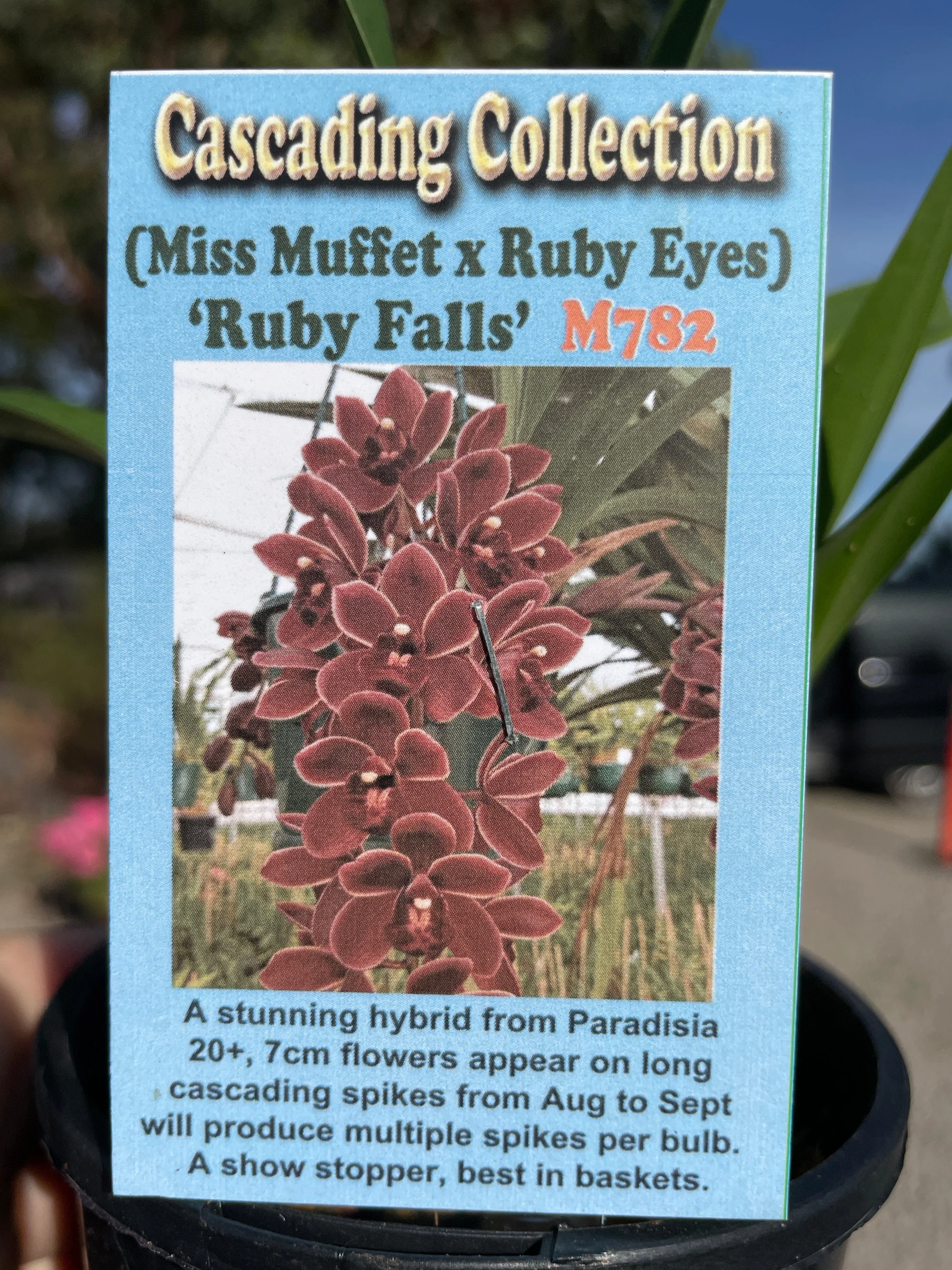 Cymbidium (Miss Muffet x Ruby Eyes) 'Ruby Falls' - Image 3