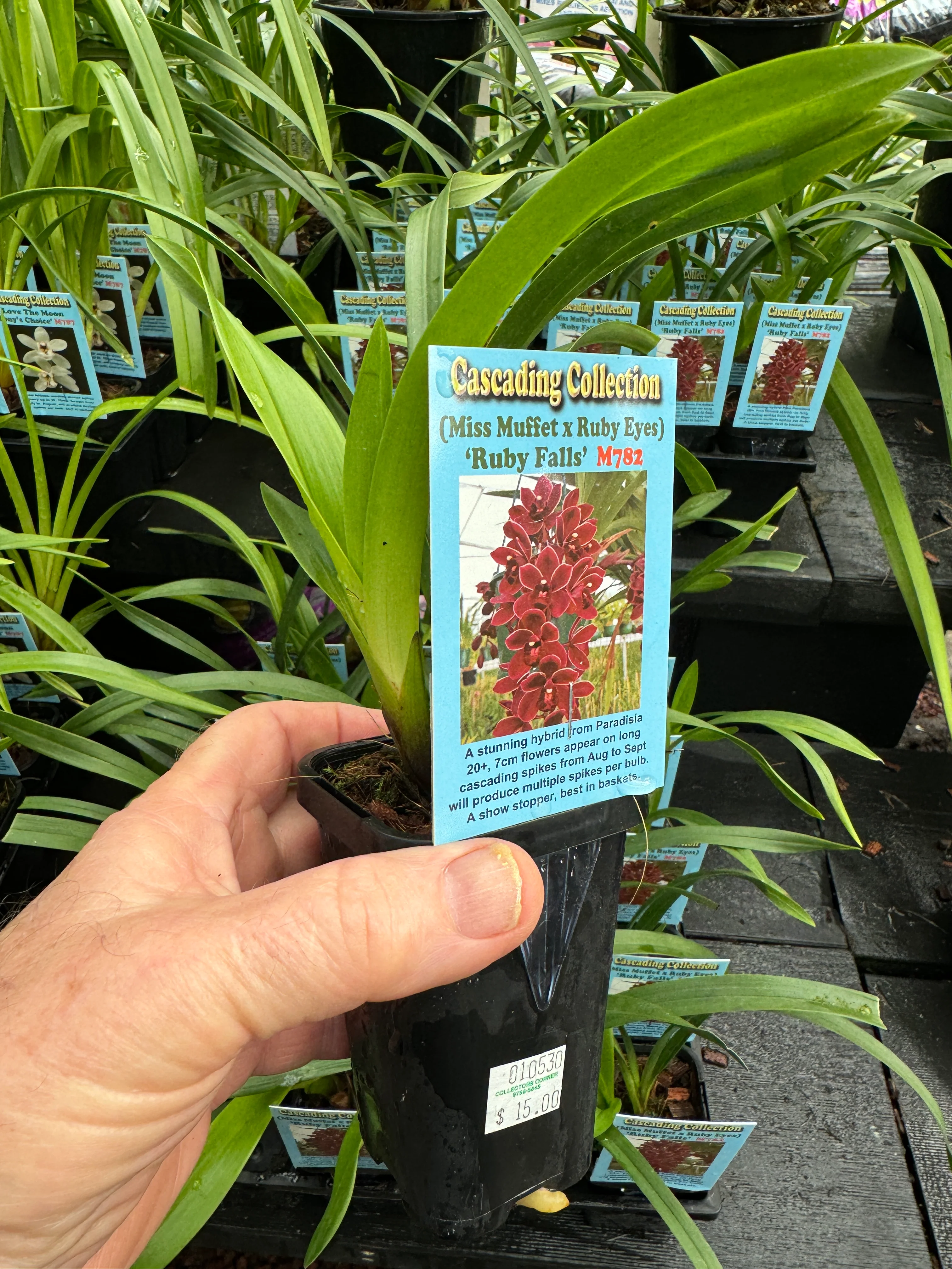 Cymbidium (Miss Muffet x Ruby Eyes) 'Ruby Falls' - Image 4