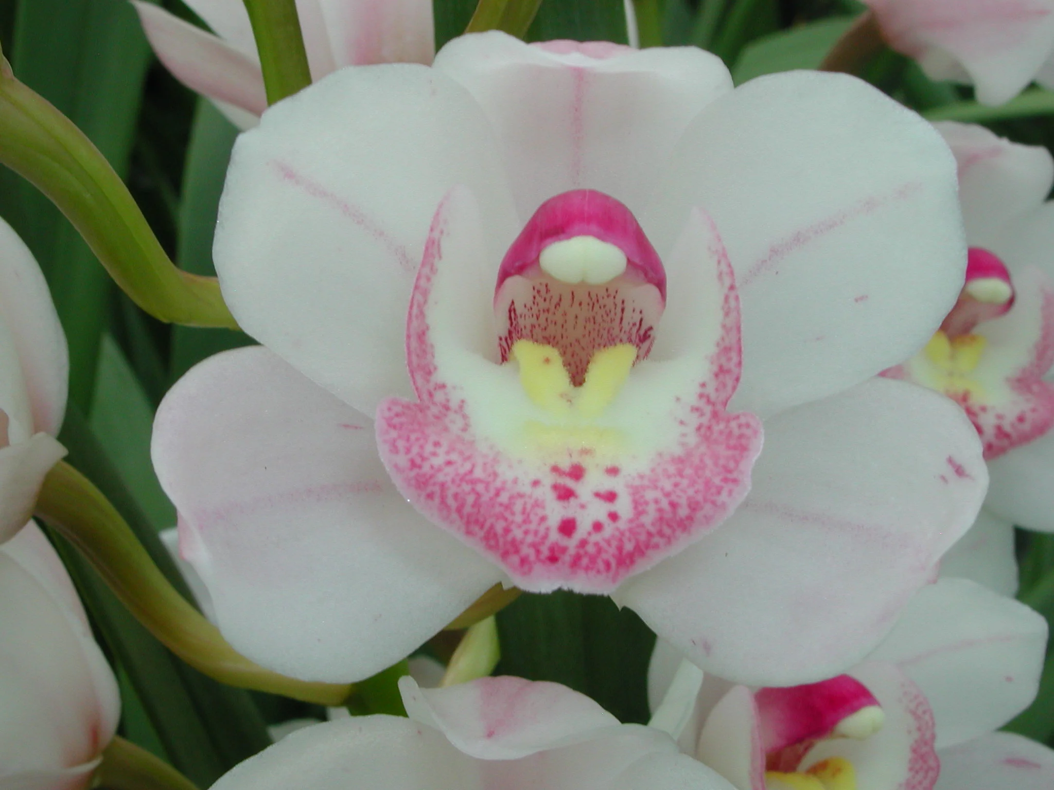 Cymbidium My Sweet 'Amy' - Image 3