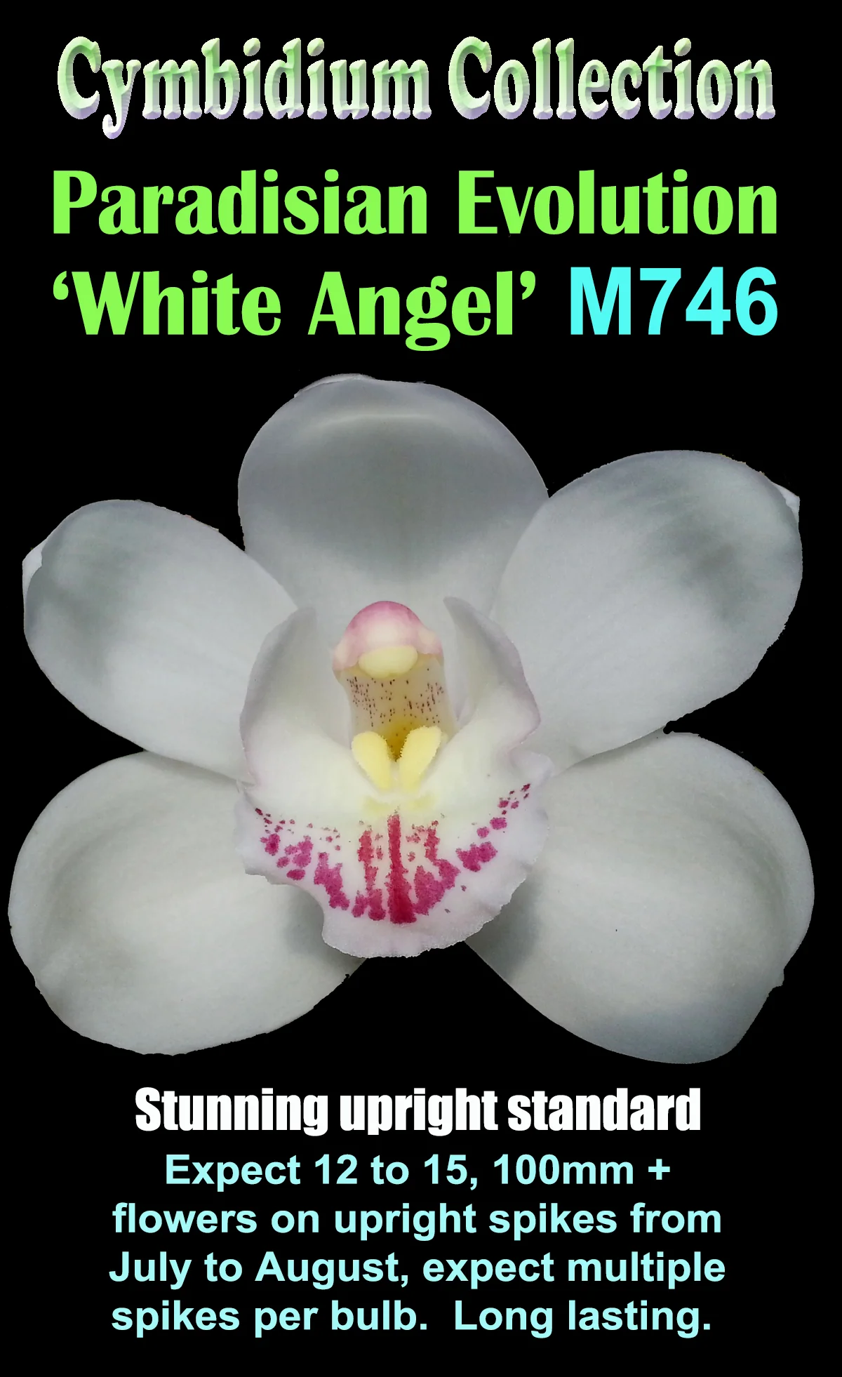 Cymbidium Paradisian Evolution 'White Angel' - Image 2